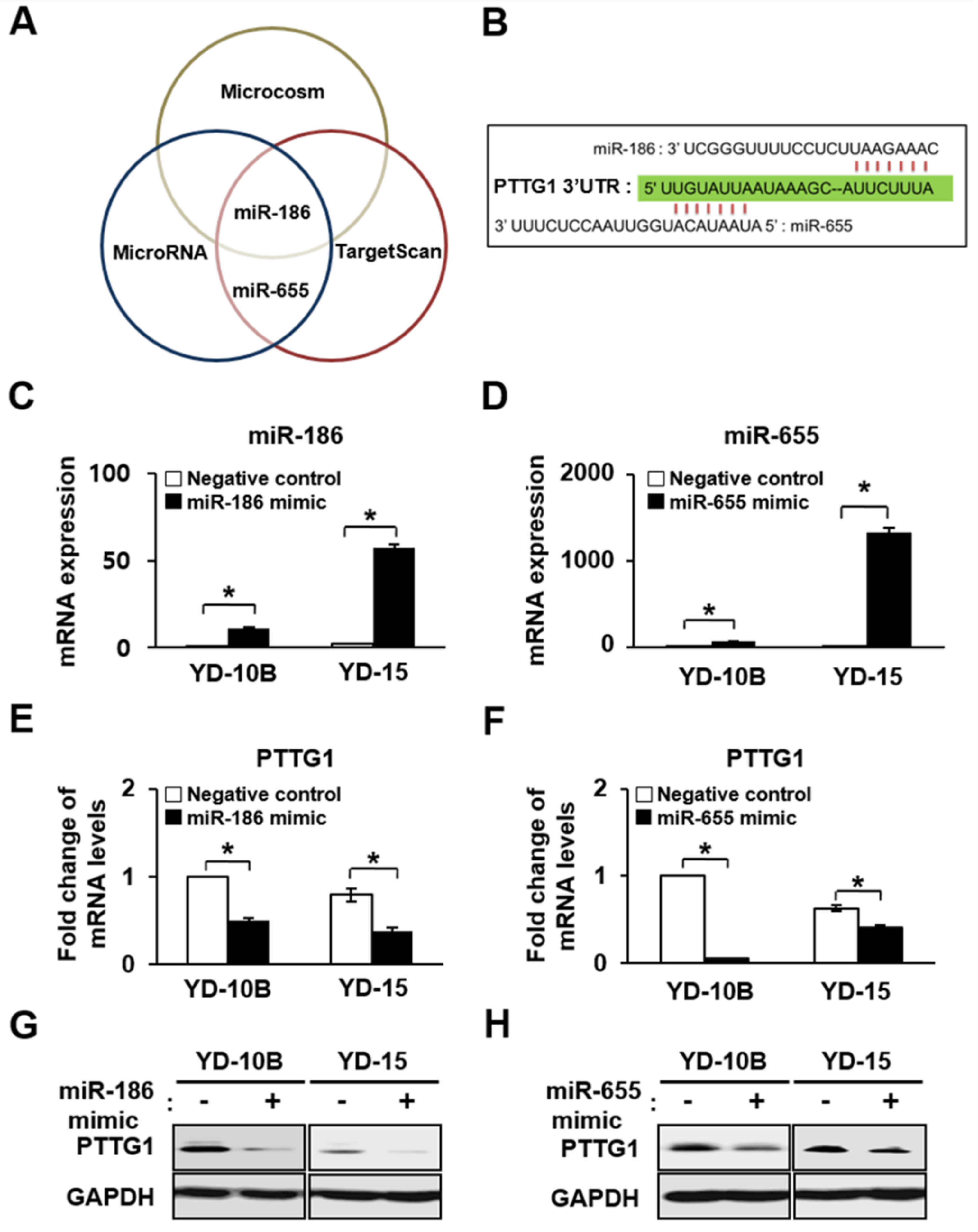 Ijms 22 01021 g004 Ijms 22 01021 g004