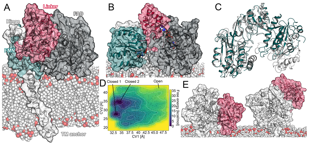 Ijms 22 01023 g001 Ijms 22 01023 g001