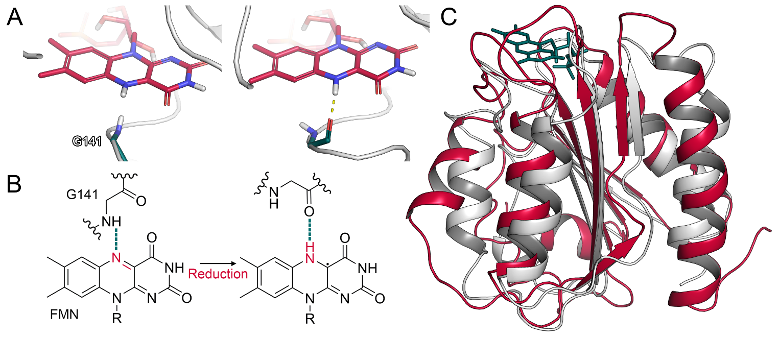Ijms 22 01023 g002 Ijms 22 01023 g002