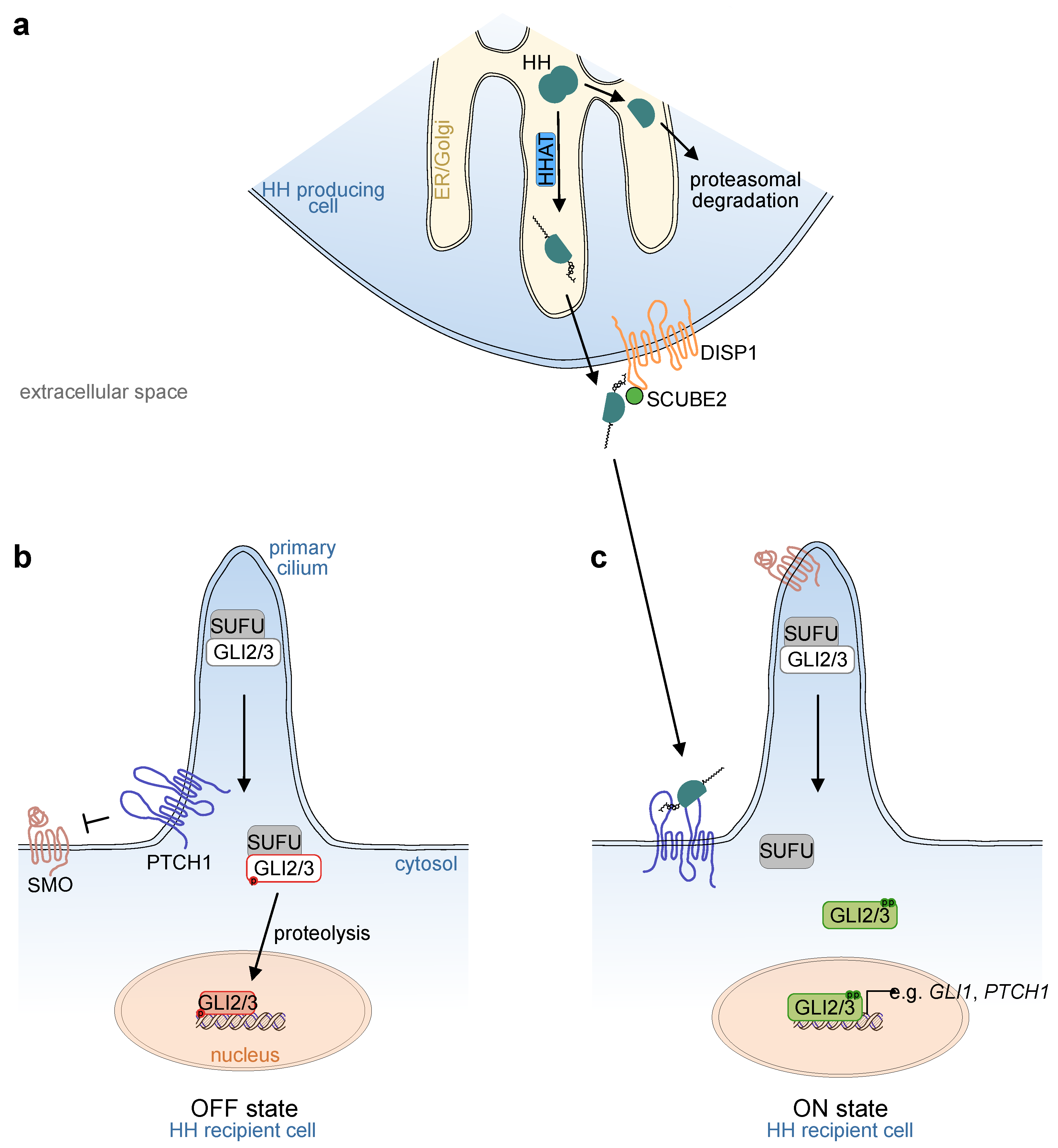 Ijms 22 01025 g001 Ijms 22 01025 g001