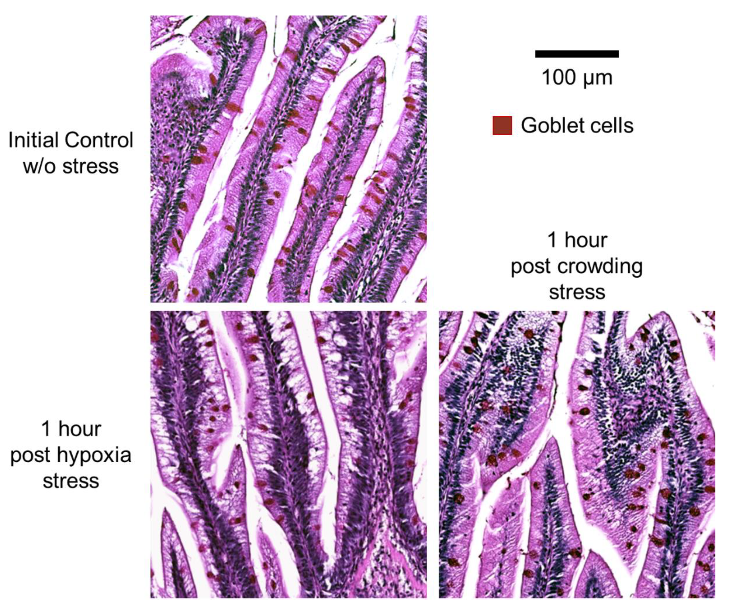 Ijms 22 01028 g004 Ijms 22 01028 g004