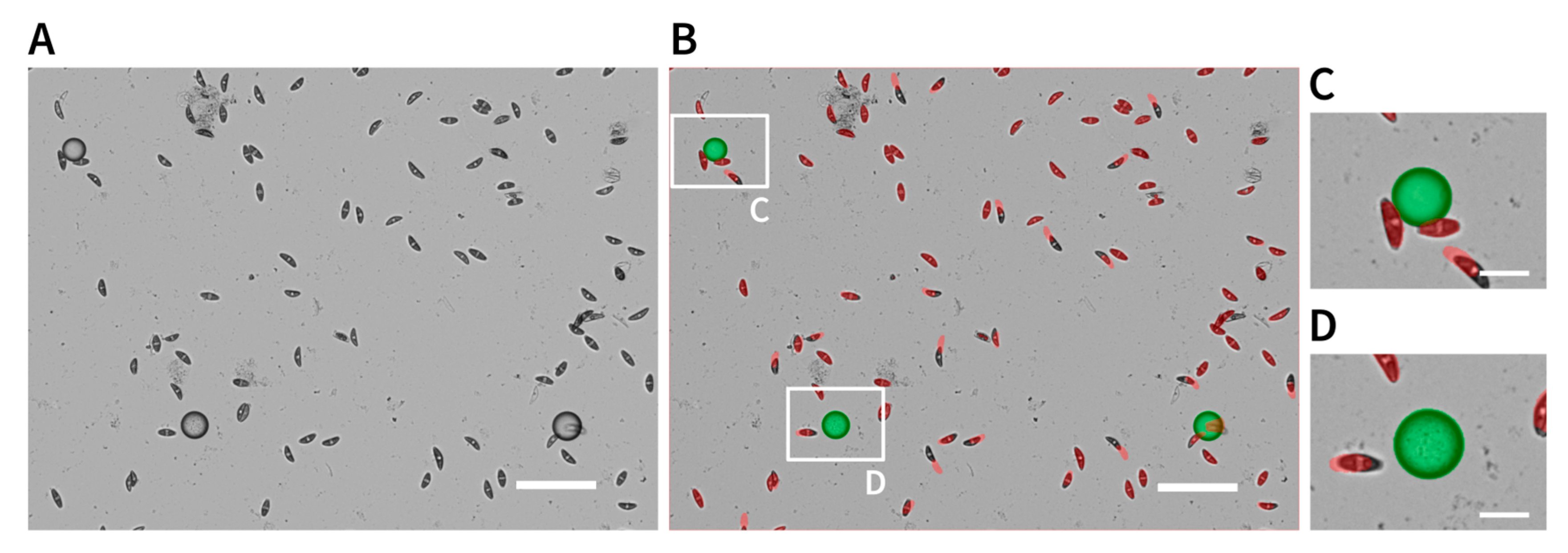 Ijms 22 01037 g009