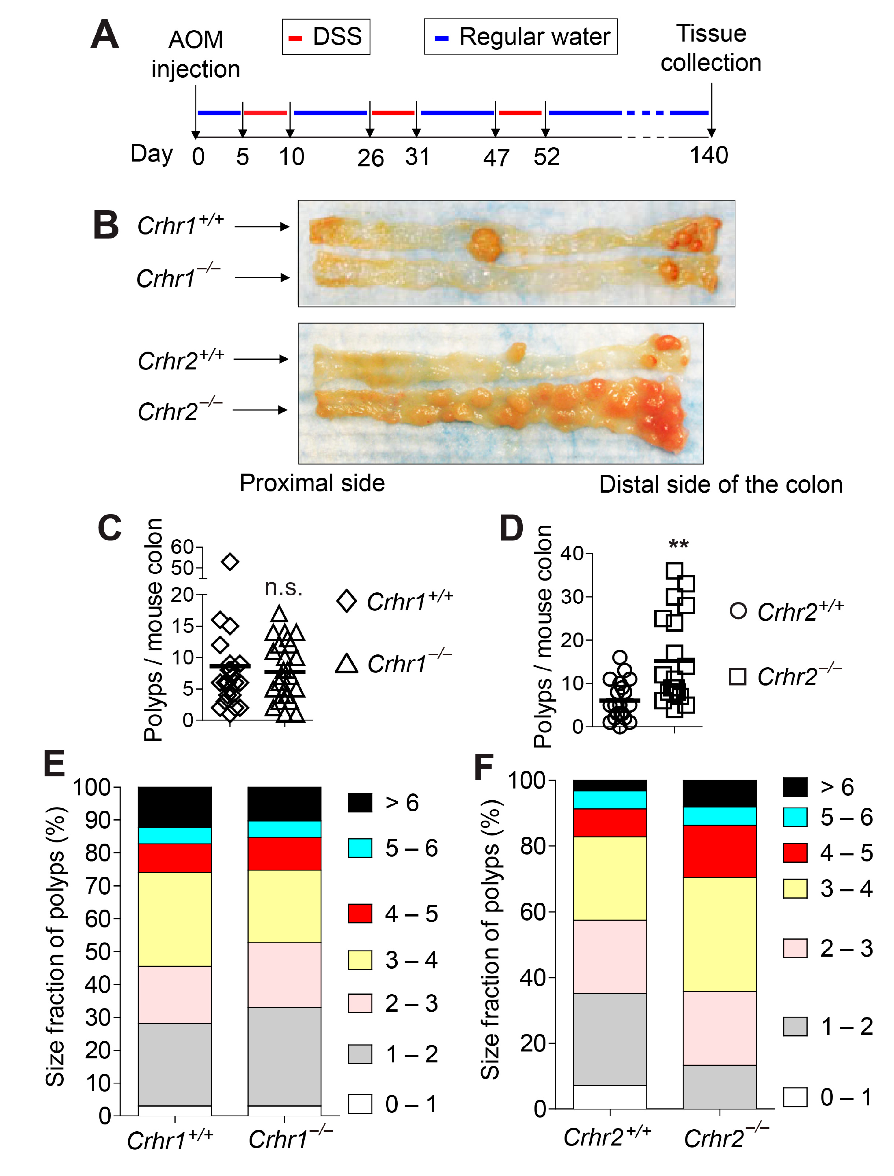 Ijms 22 01043 g005 Ijms 22 01043 g005