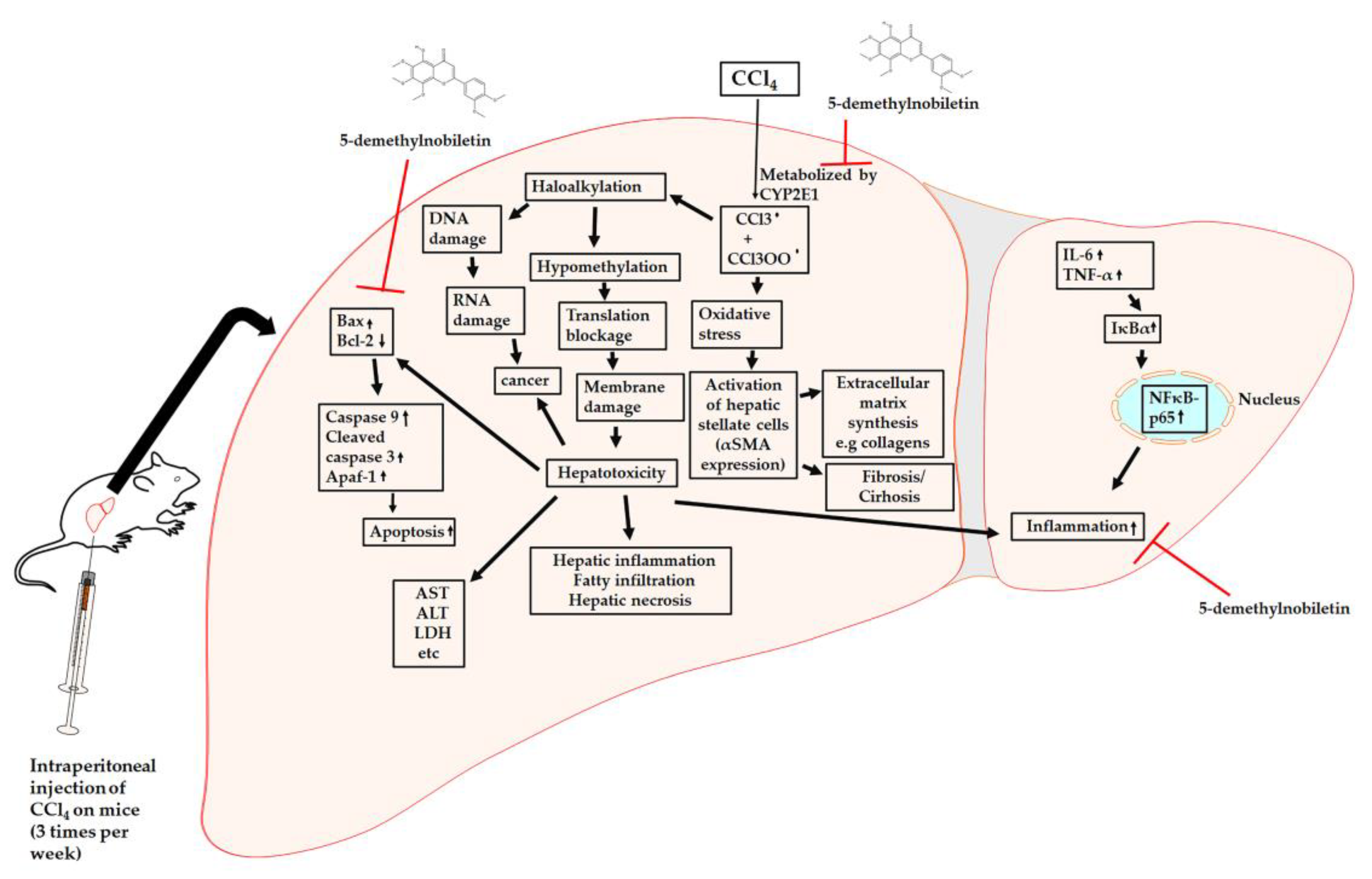 Ijms 22 01083 g008 Ijms 22 01083 g008