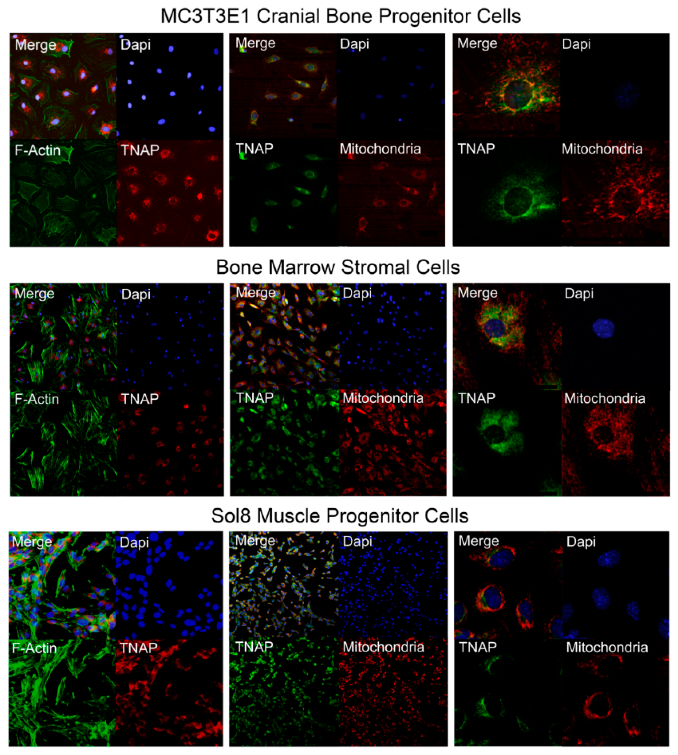 Ijms 22 01140 g009 Ijms 22 01140 g009