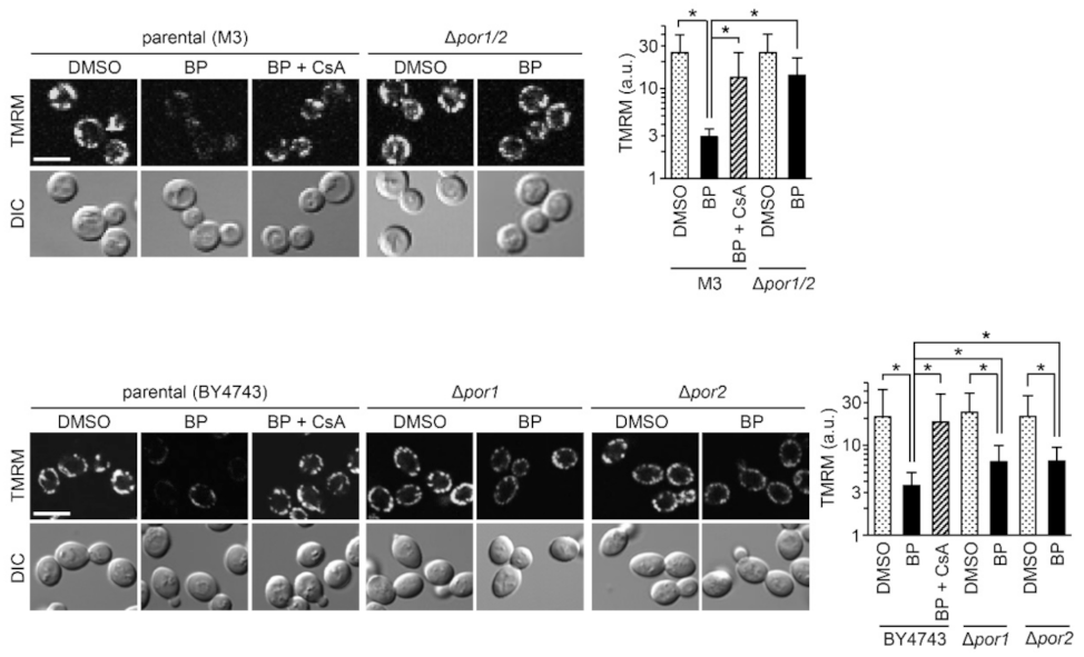 Ijms 22 01212 g002 Ijms 22 01212 g002