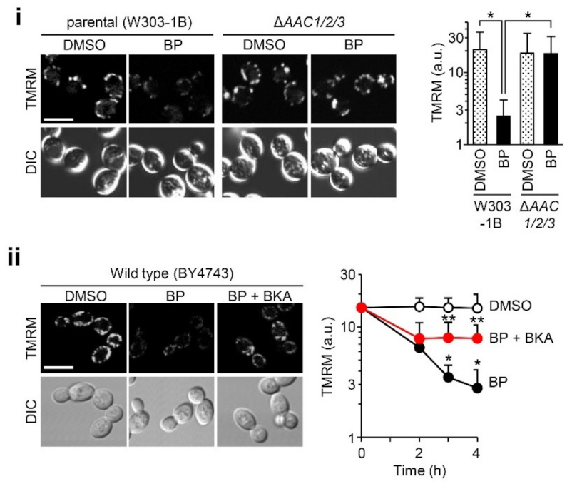 Ijms 22 01212 g003 Ijms 22 01212 g003