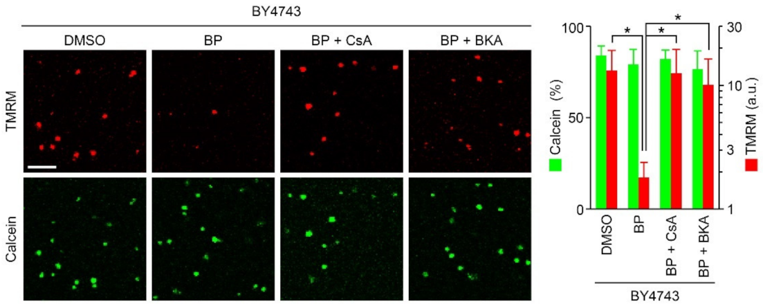 Ijms 22 01212 g005 Ijms 22 01212 g005