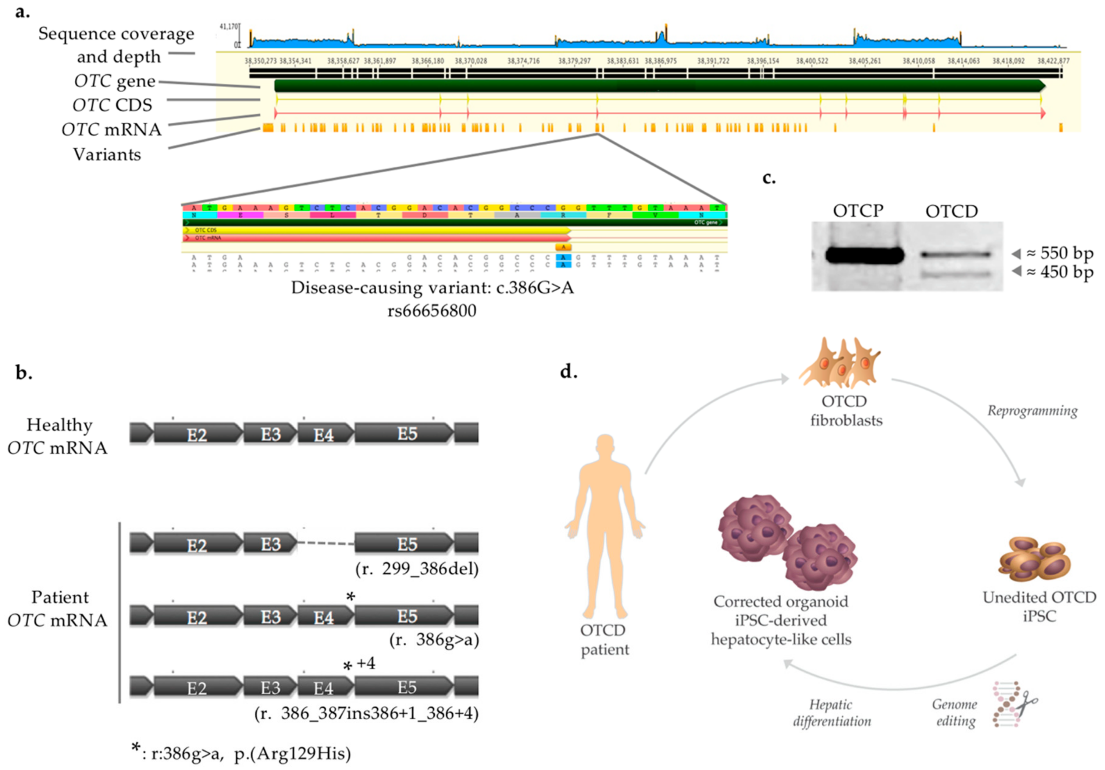 Ijms 22 01217 g001 Ijms 22 01217 g001
