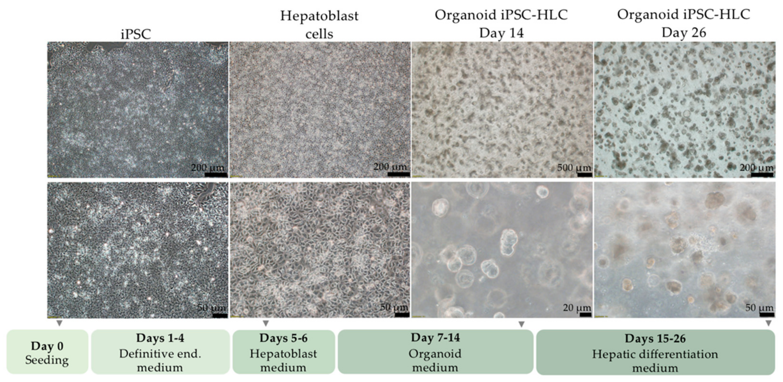 Ijms 22 01217 g004 Ijms 22 01217 g004