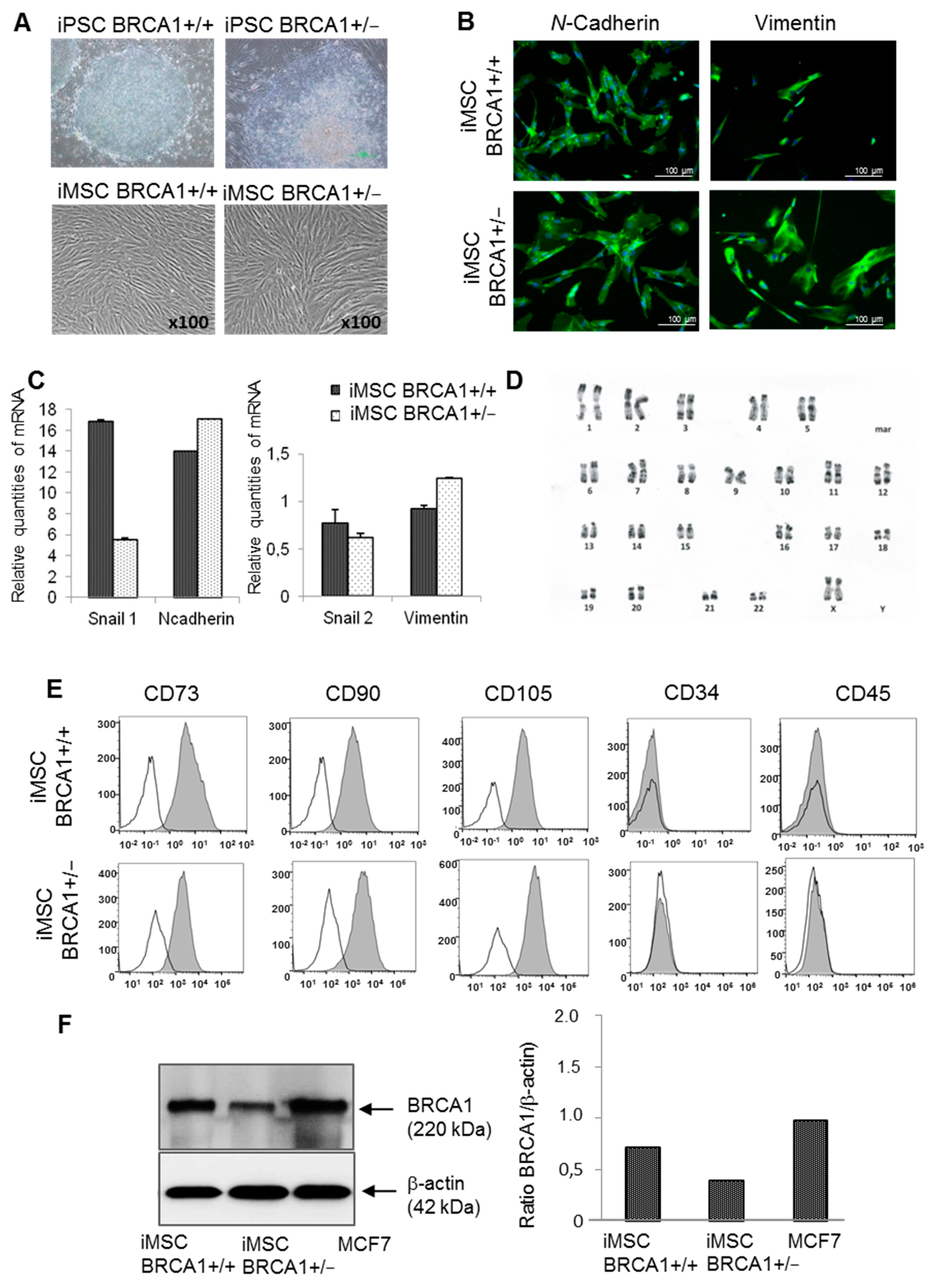 Ijms 22 01227 g001 Ijms 22 01227 g001