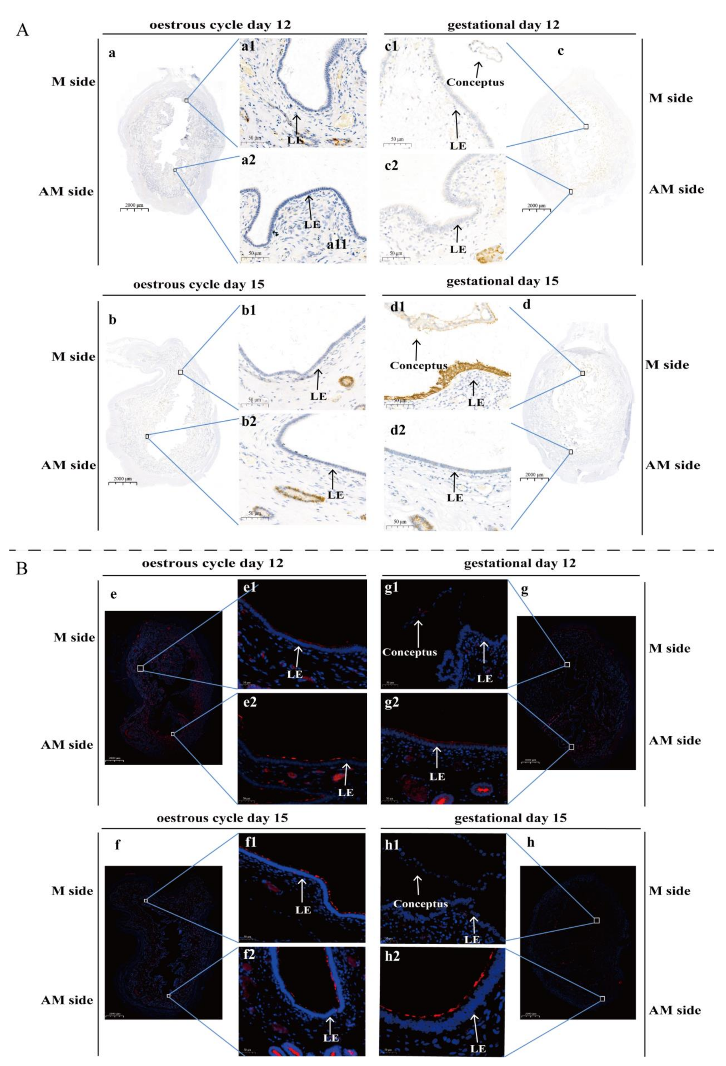 Ijms 22 01248 g004 Ijms 22 01248 g004