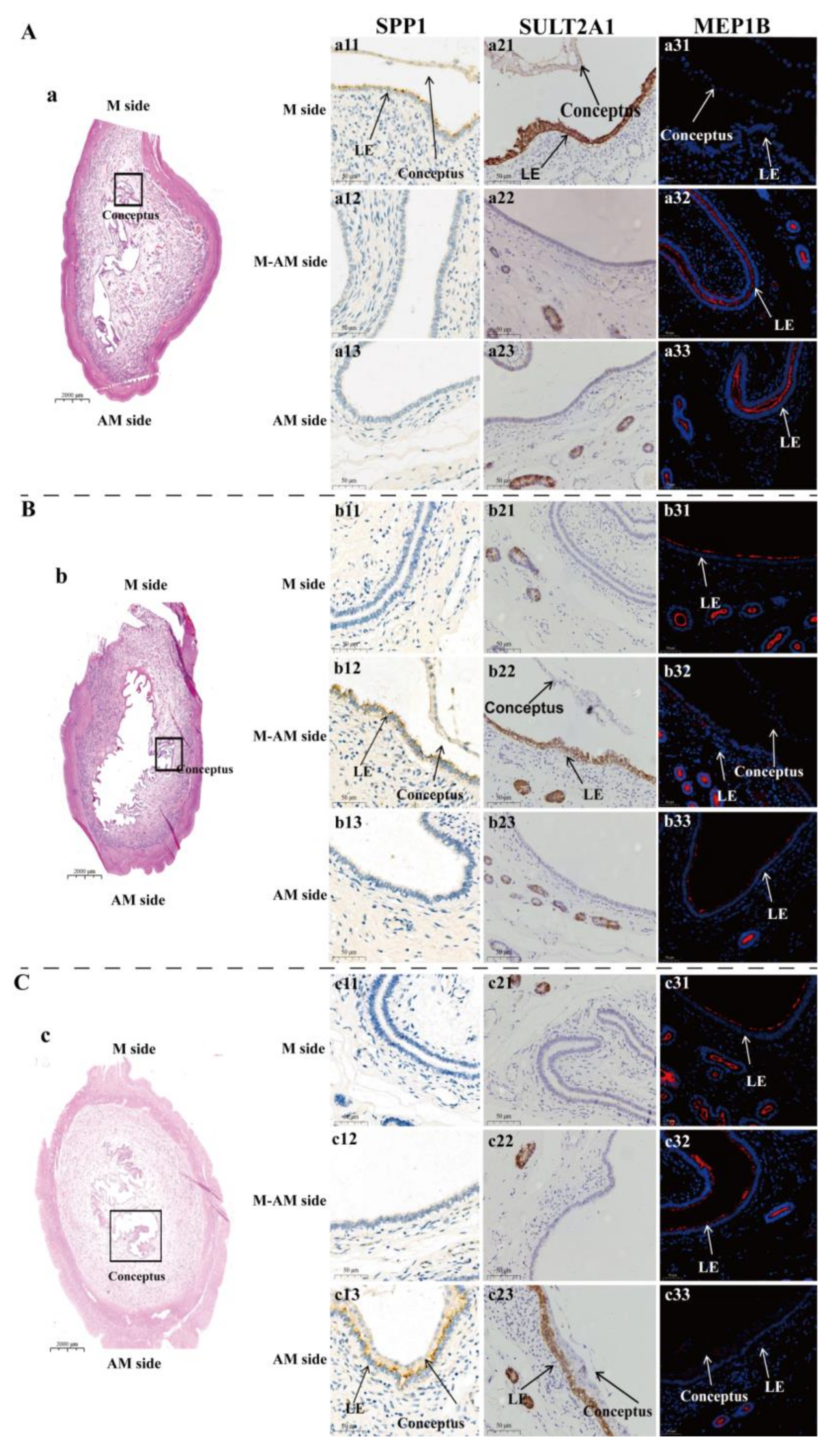 Ijms 22 01248 g005 Ijms 22 01248 g005
