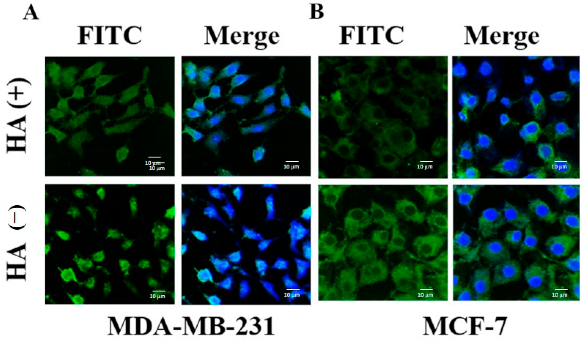 Ijms 22 01257 g011 Ijms 22 01257 g011