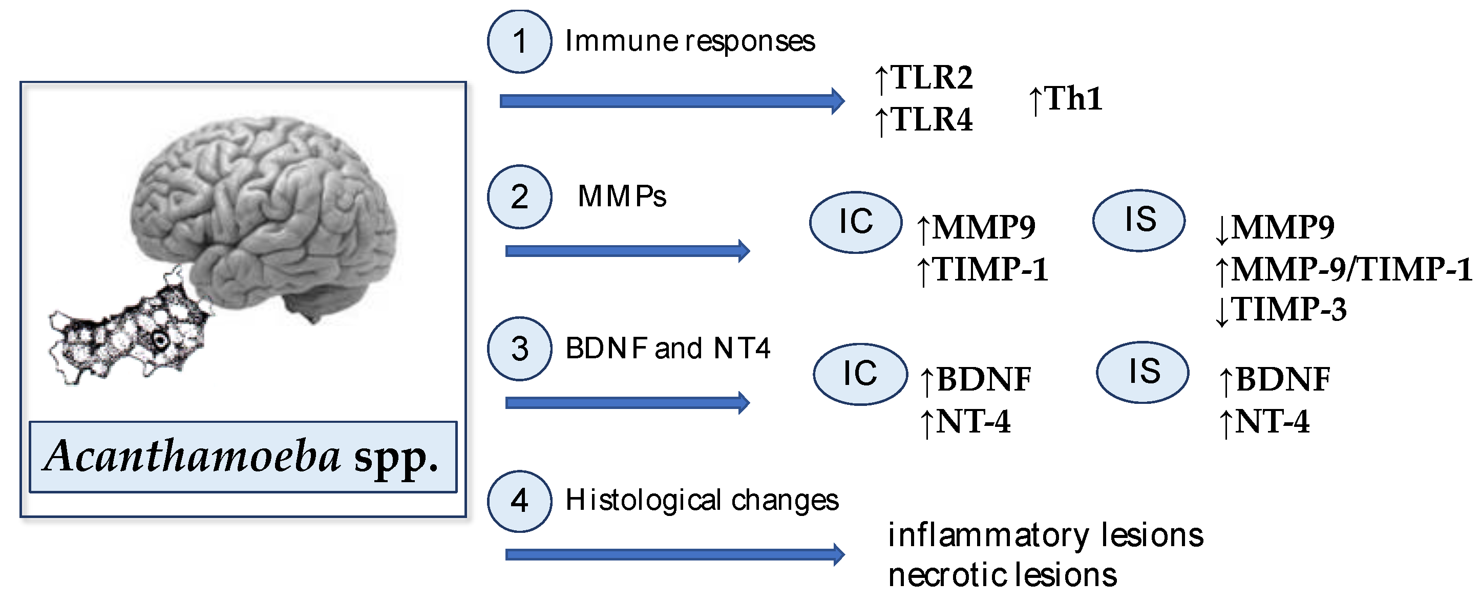 Ijms 22 01261 g001 Ijms 22 01261 g001