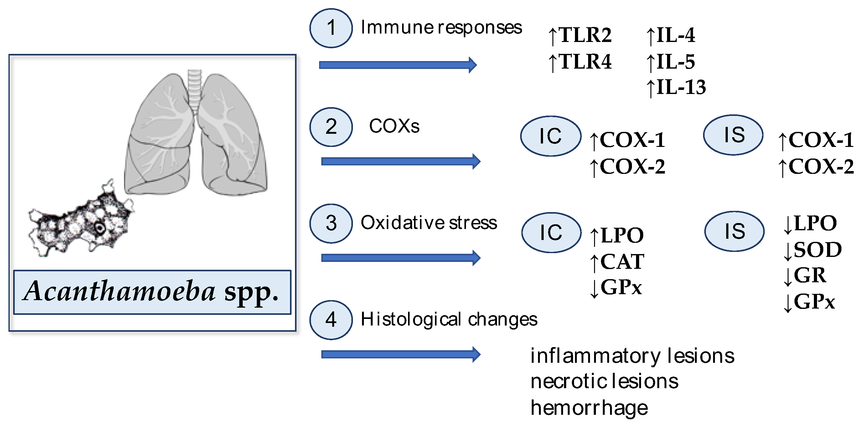 Ijms 22 01261 g002 Ijms 22 01261 g002