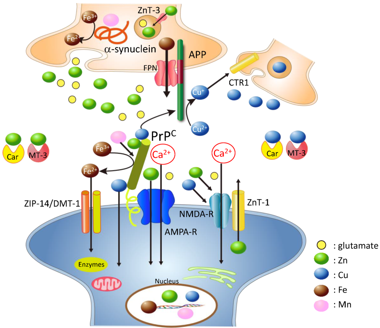 Ijms 22 01267 g002 Ijms 22 01267 g002