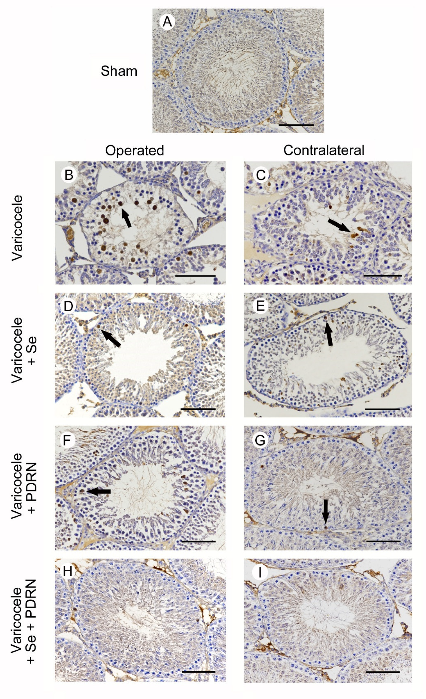 Ijms 22 01319 g005 Ijms 22 01319 g005