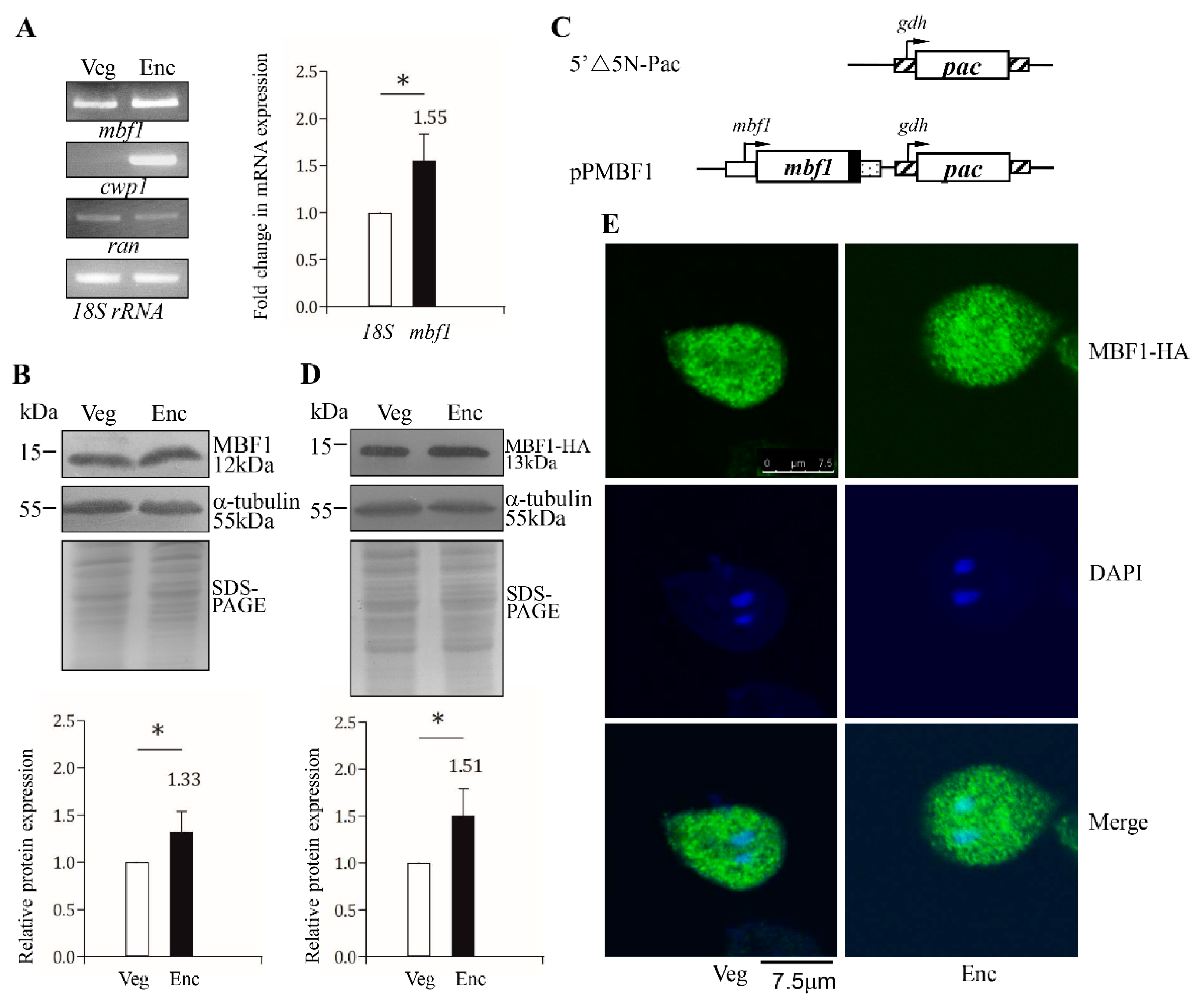 Ijms 22 01370 g002 Ijms 22 01370 g002