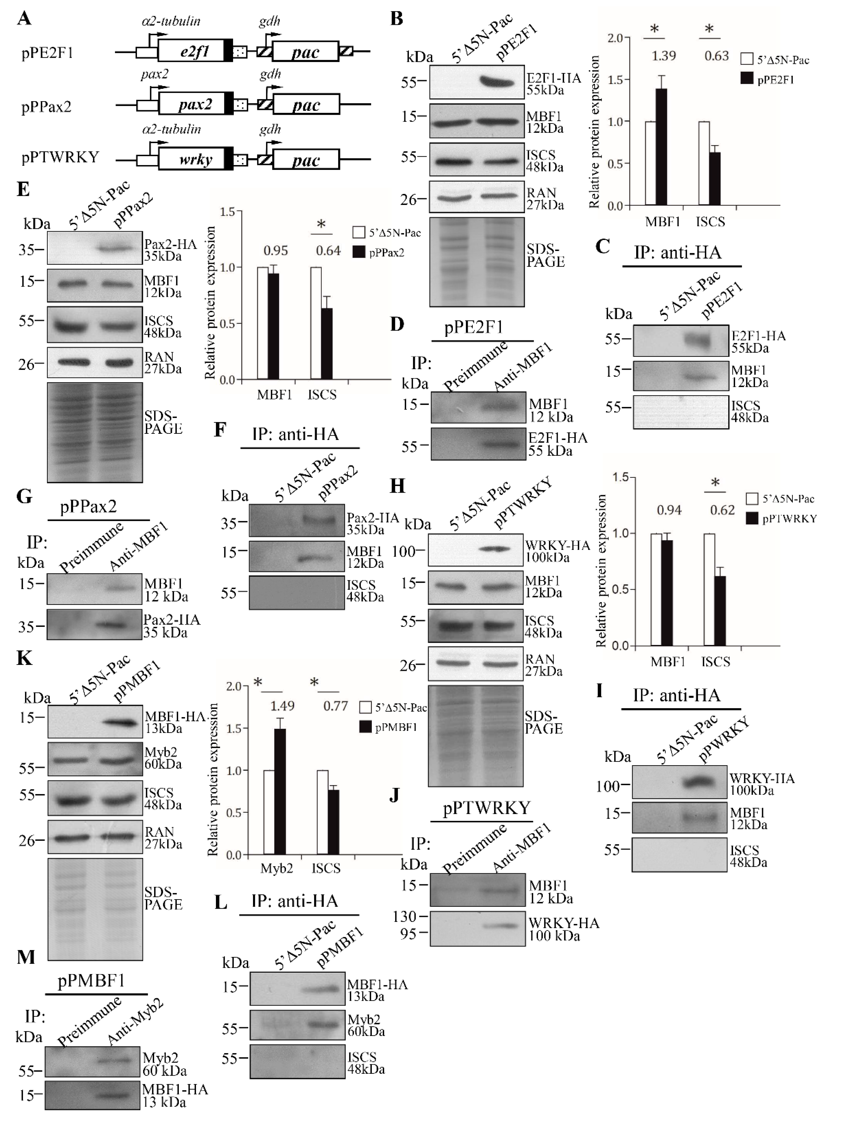 Ijms 22 01370 g007 Ijms 22 01370 g007