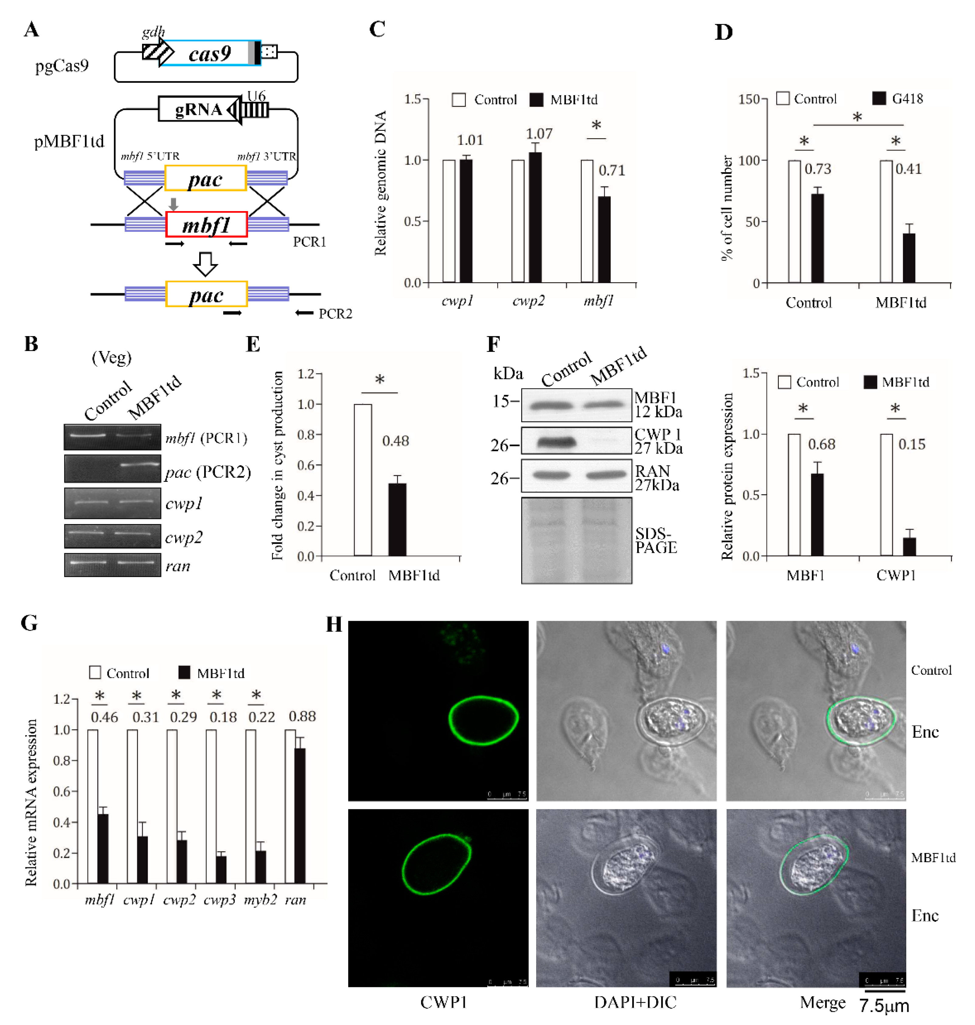 Ijms 22 01370 g008 Ijms 22 01370 g008