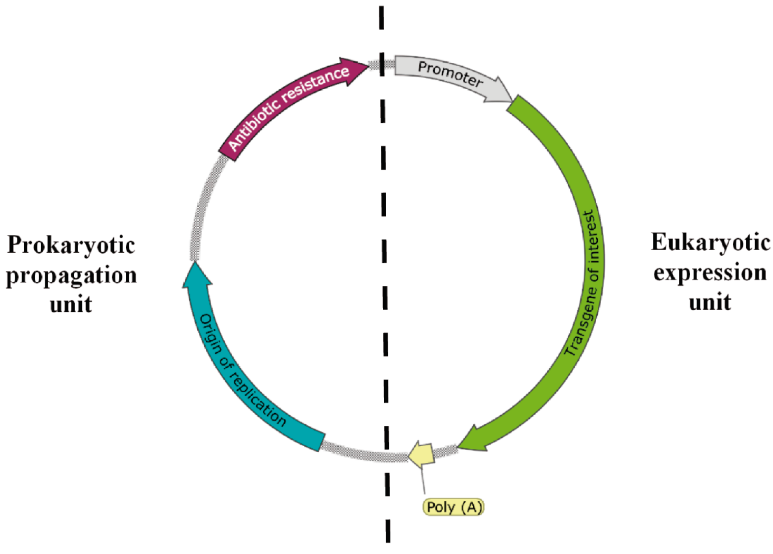 Ijms 22 01379 g002 Ijms 22 01379 g002
