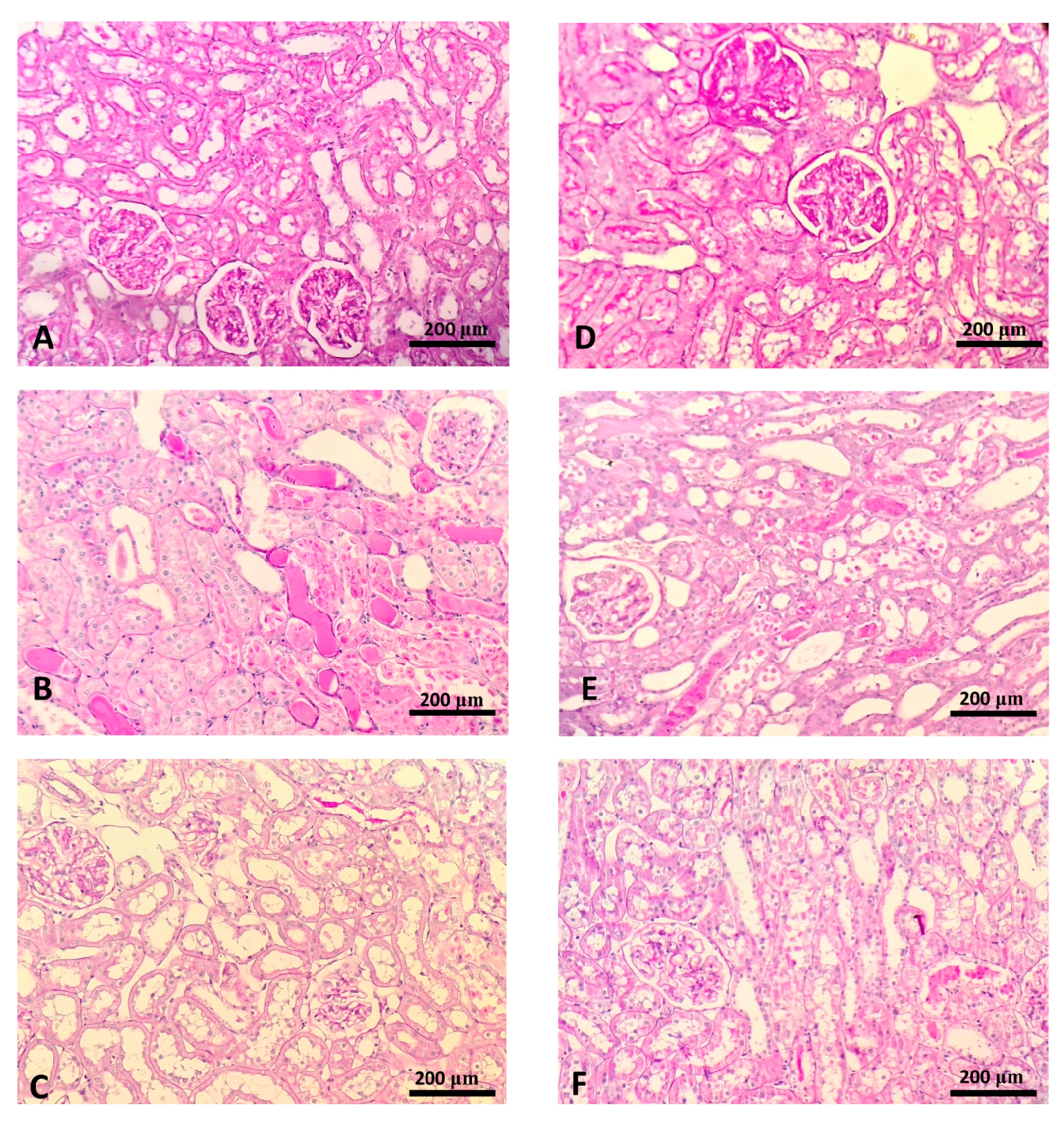 Ijms 22 01382 g002 Ijms 22 01382 g002