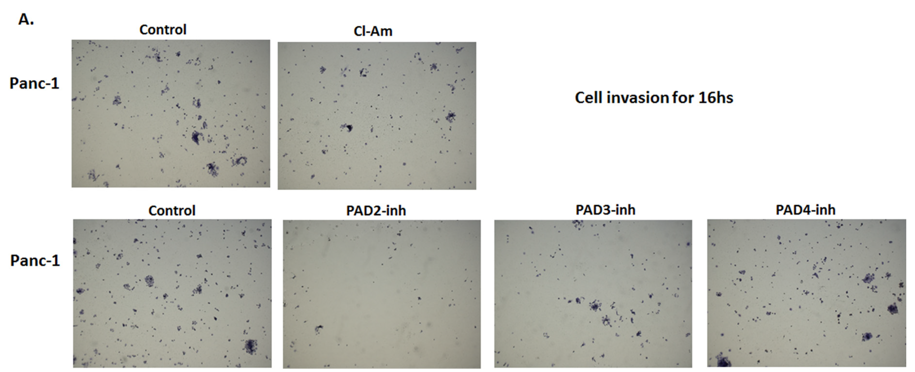 Ijms 22 01396 g011a Ijms 22 01396 g011a