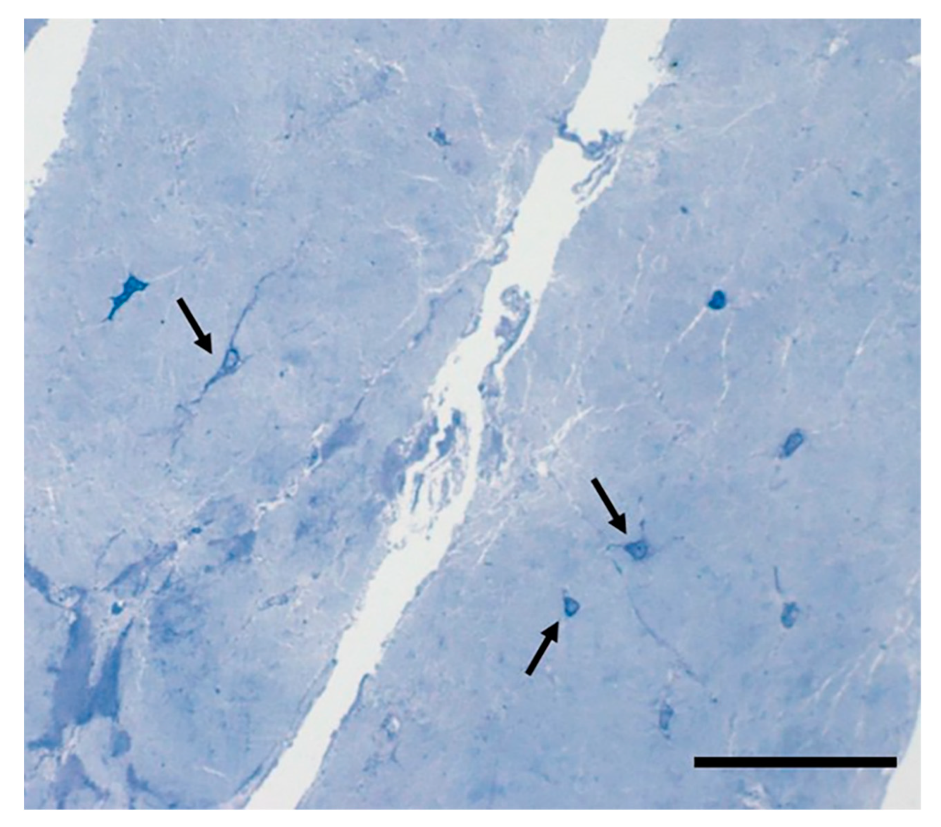 Ijms 22 01411 g003 Ijms 22 01411 g003