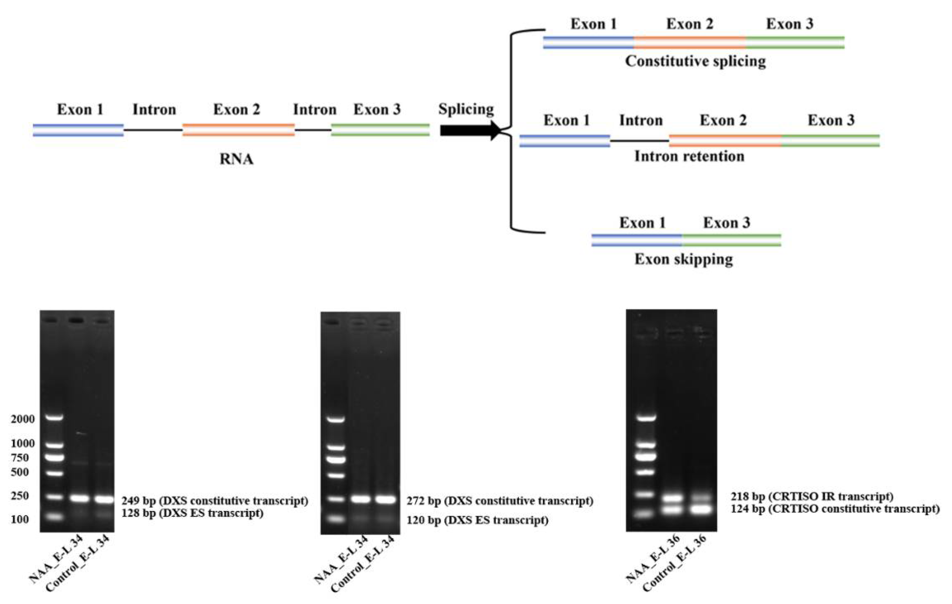 Ijms 22 01420 g008 Ijms 22 01420 g008
