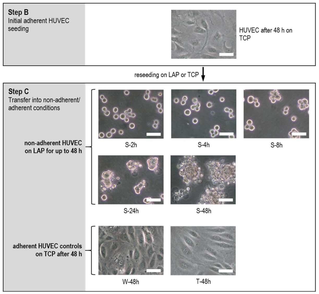 Ijms 22 01493 g002 Ijms 22 01493 g002