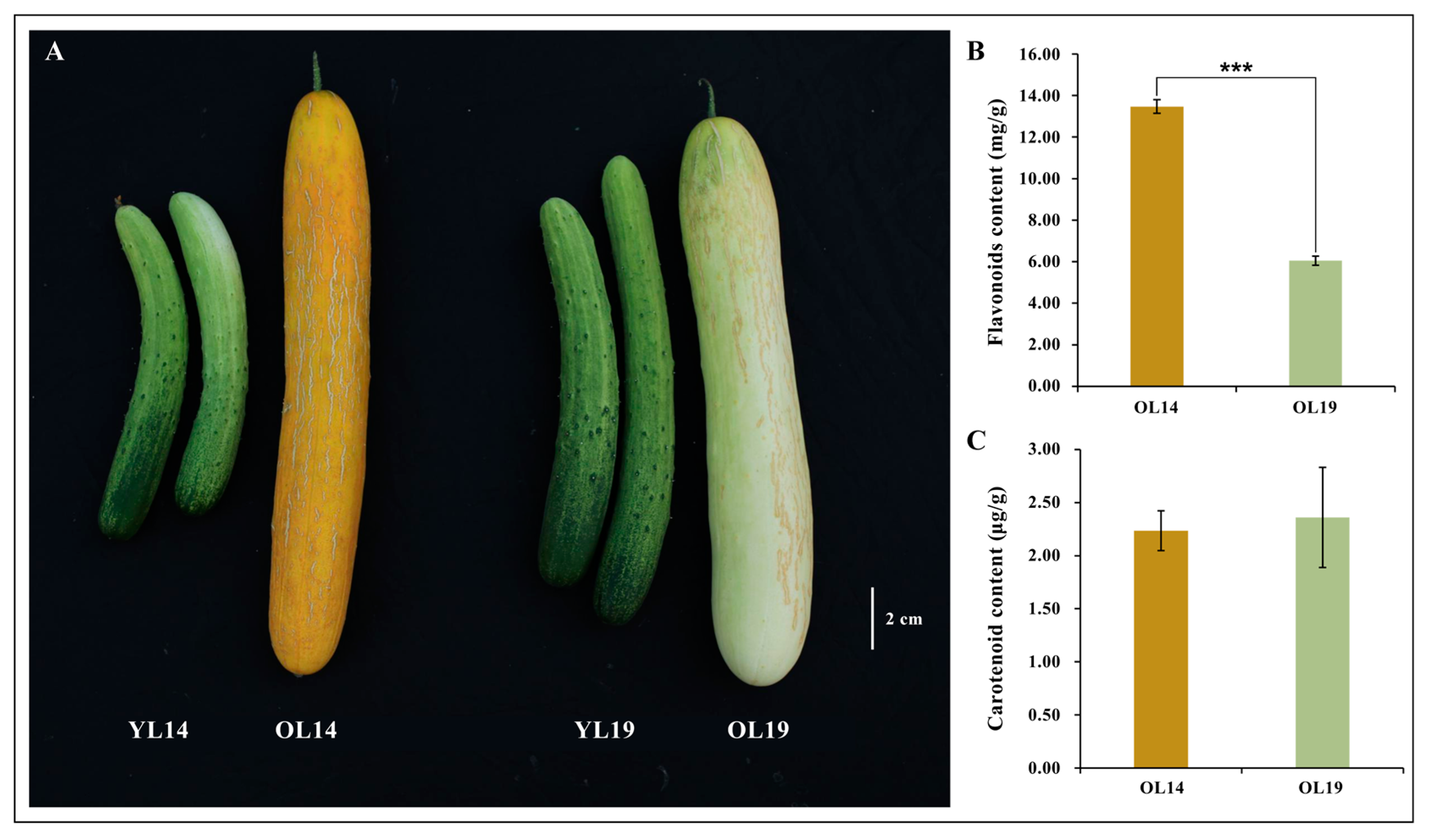 Ijms 22 01494 g001 Ijms 22 01494 g001
