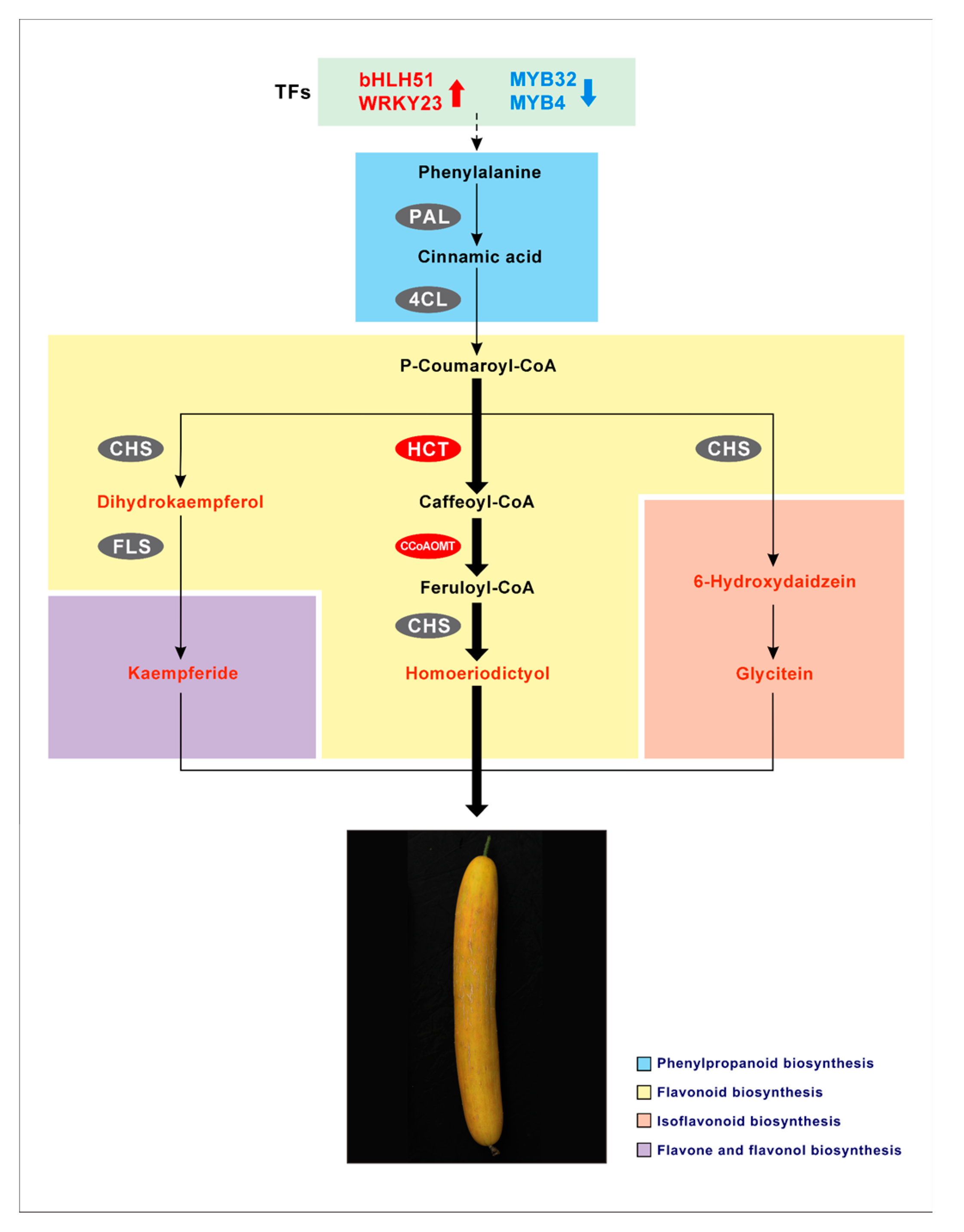Ijms 22 01494 g007 Ijms 22 01494 g007