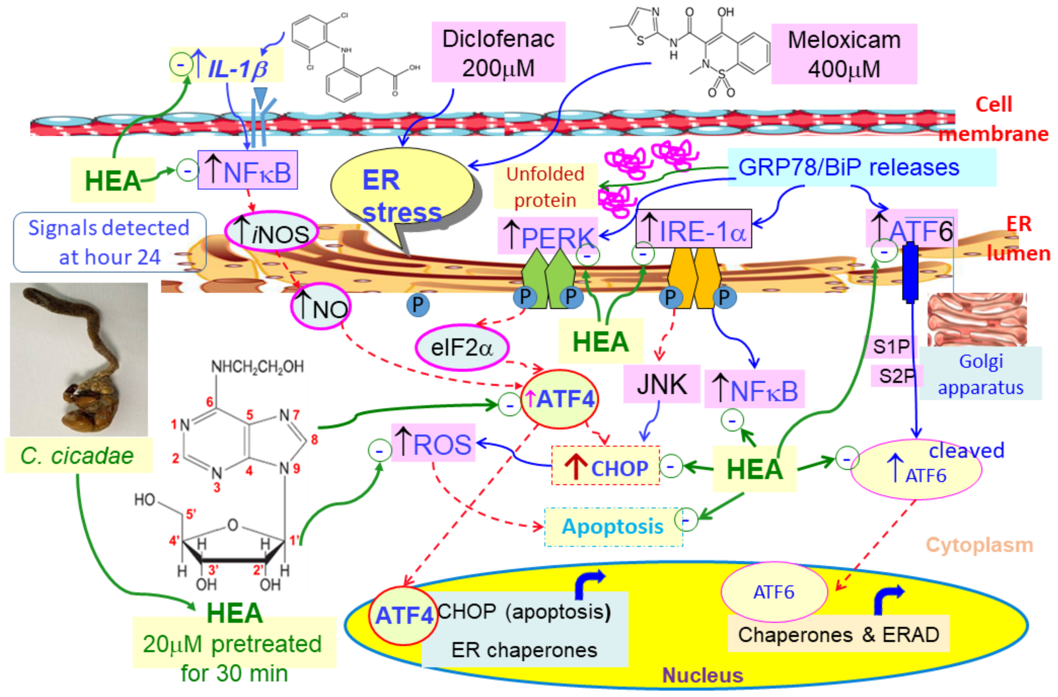 Ijms 22 01577 g008 Ijms 22 01577 g008