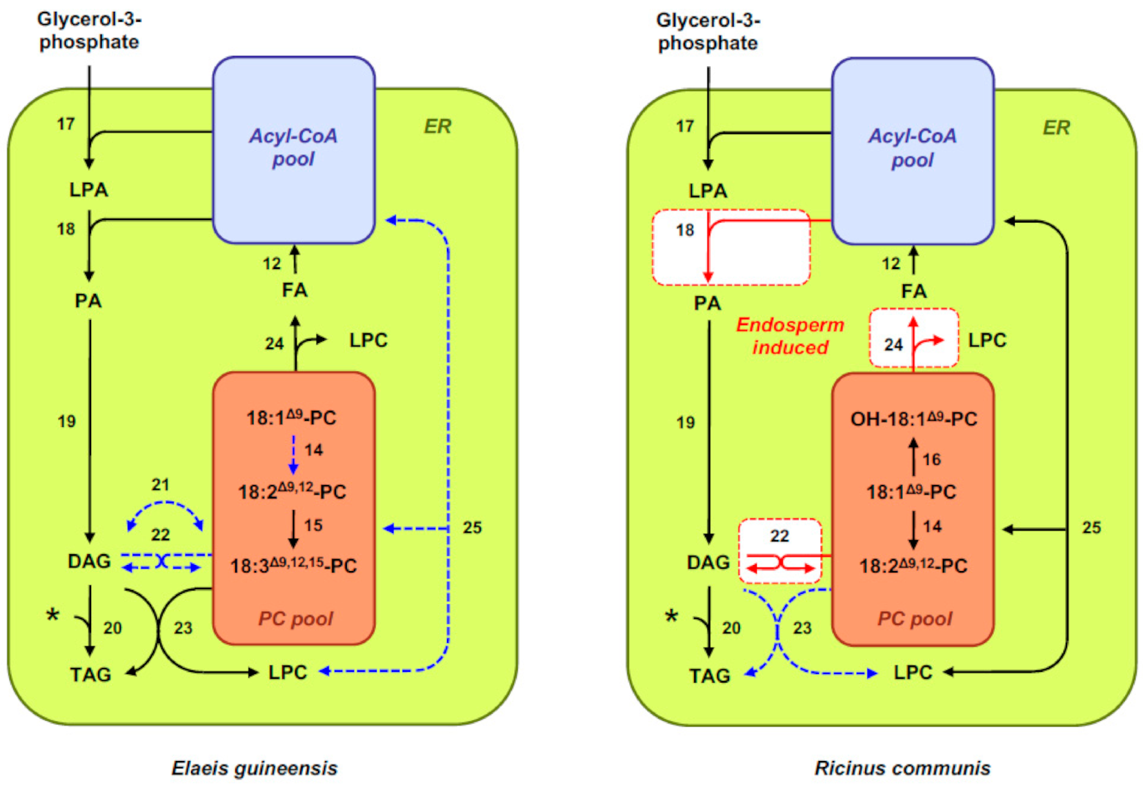 Ijms 22 01621 g002 Ijms 22 01621 g002