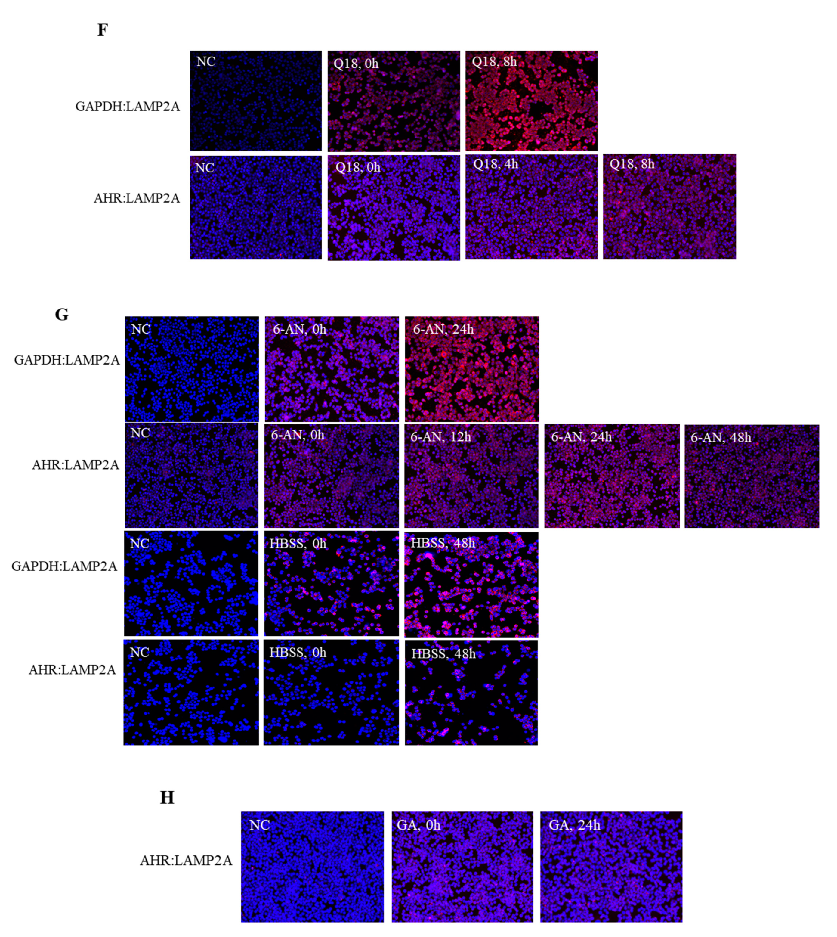 Ijms 22 01654 g005c Ijms 22 01654 g005c