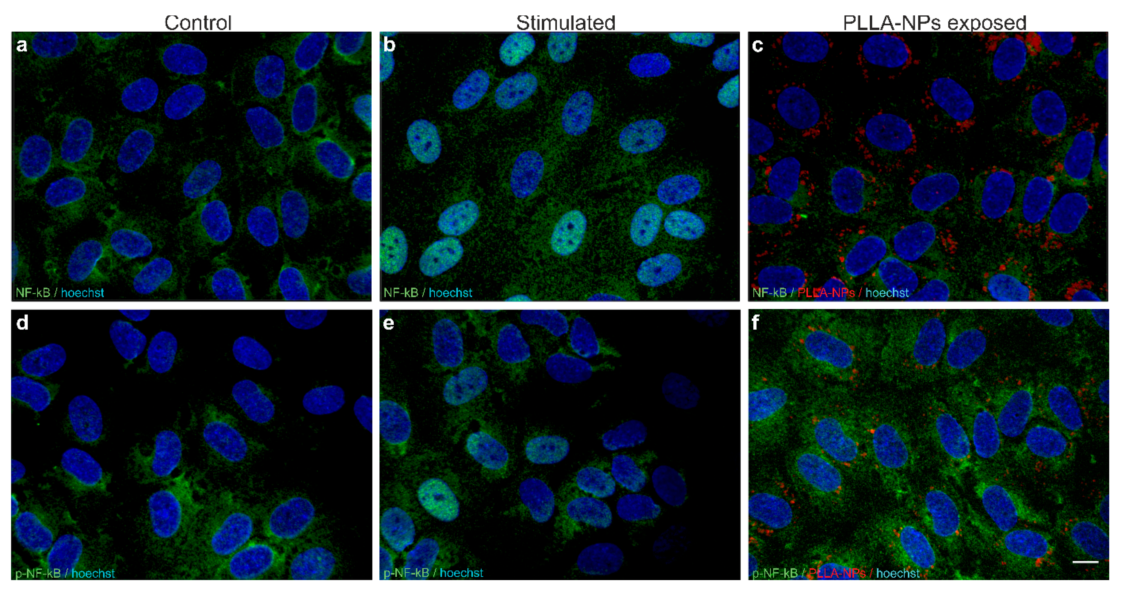 Ijms 22 01657 g004 Ijms 22 01657 g004