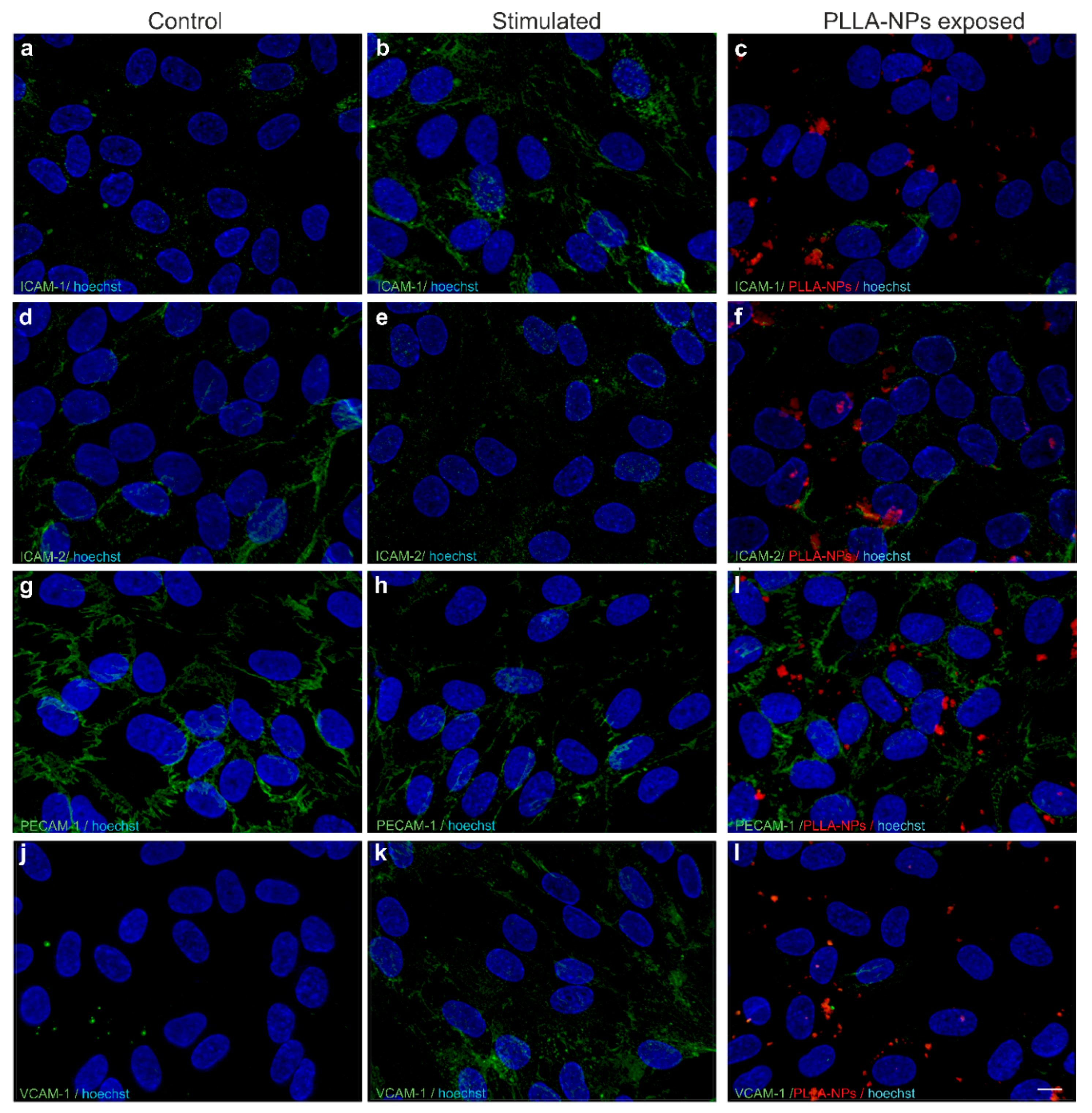 Ijms 22 01657 g005 Ijms 22 01657 g005