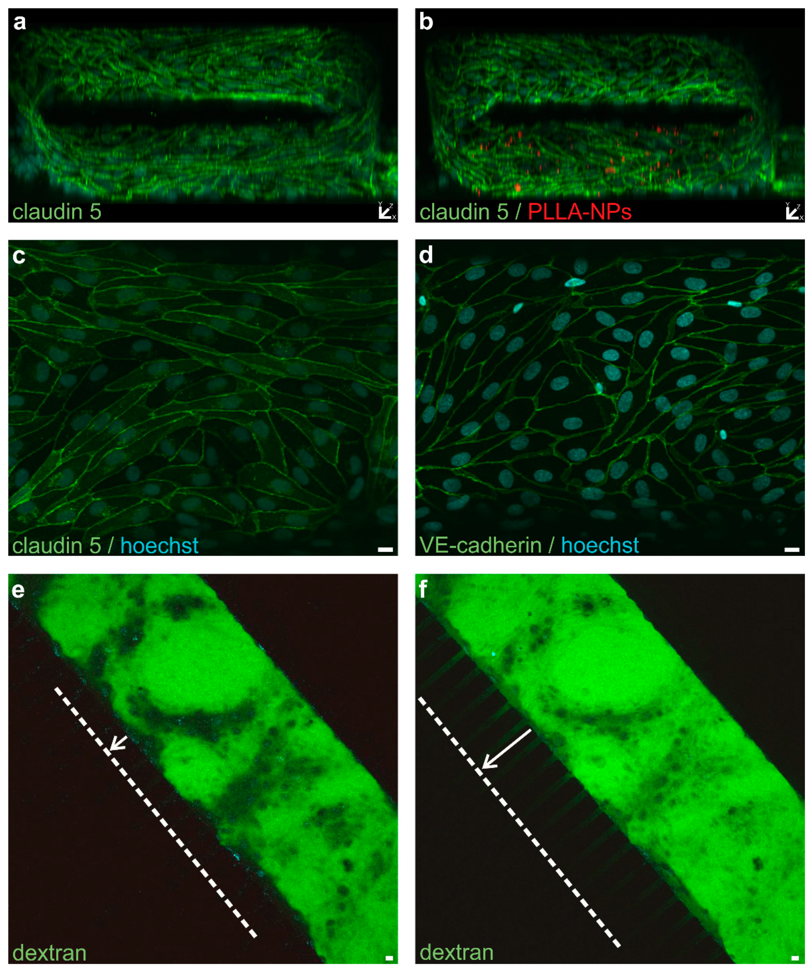 Ijms 22 01657 g008 Ijms 22 01657 g008