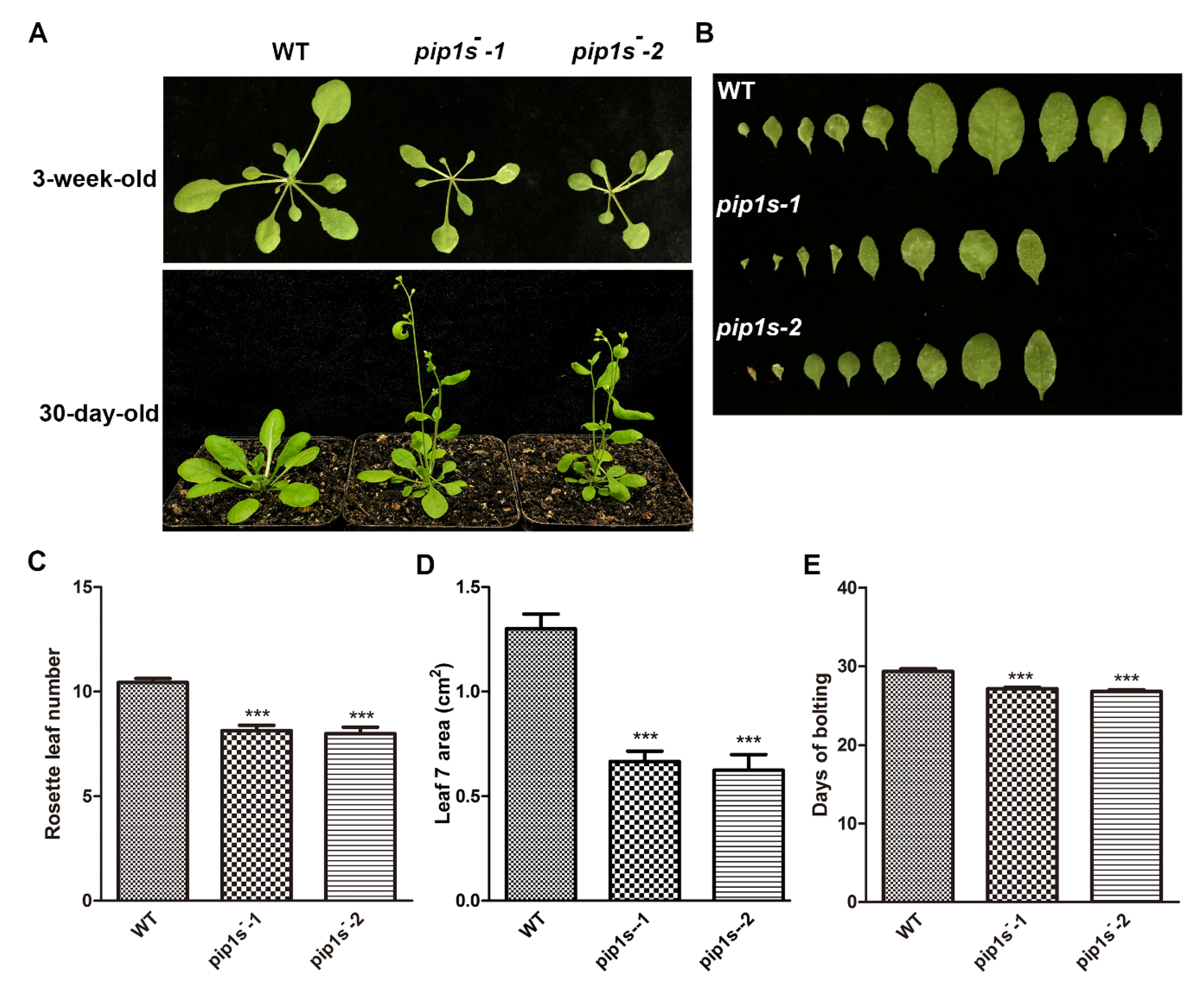 Ijms 22 01669 g002 Ijms 22 01669 g002