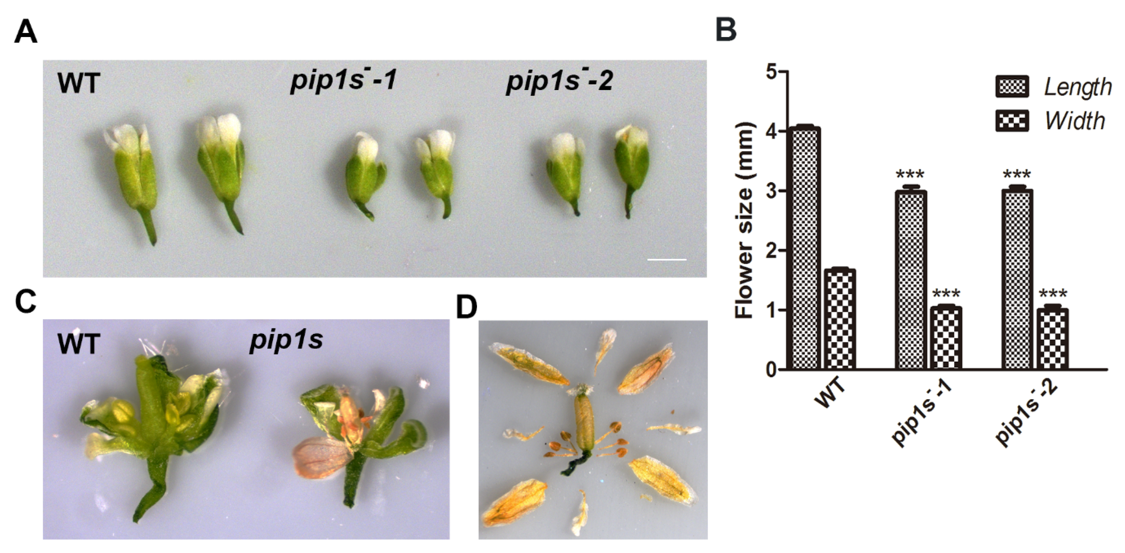 Ijms 22 01669 g003 Ijms 22 01669 g003
