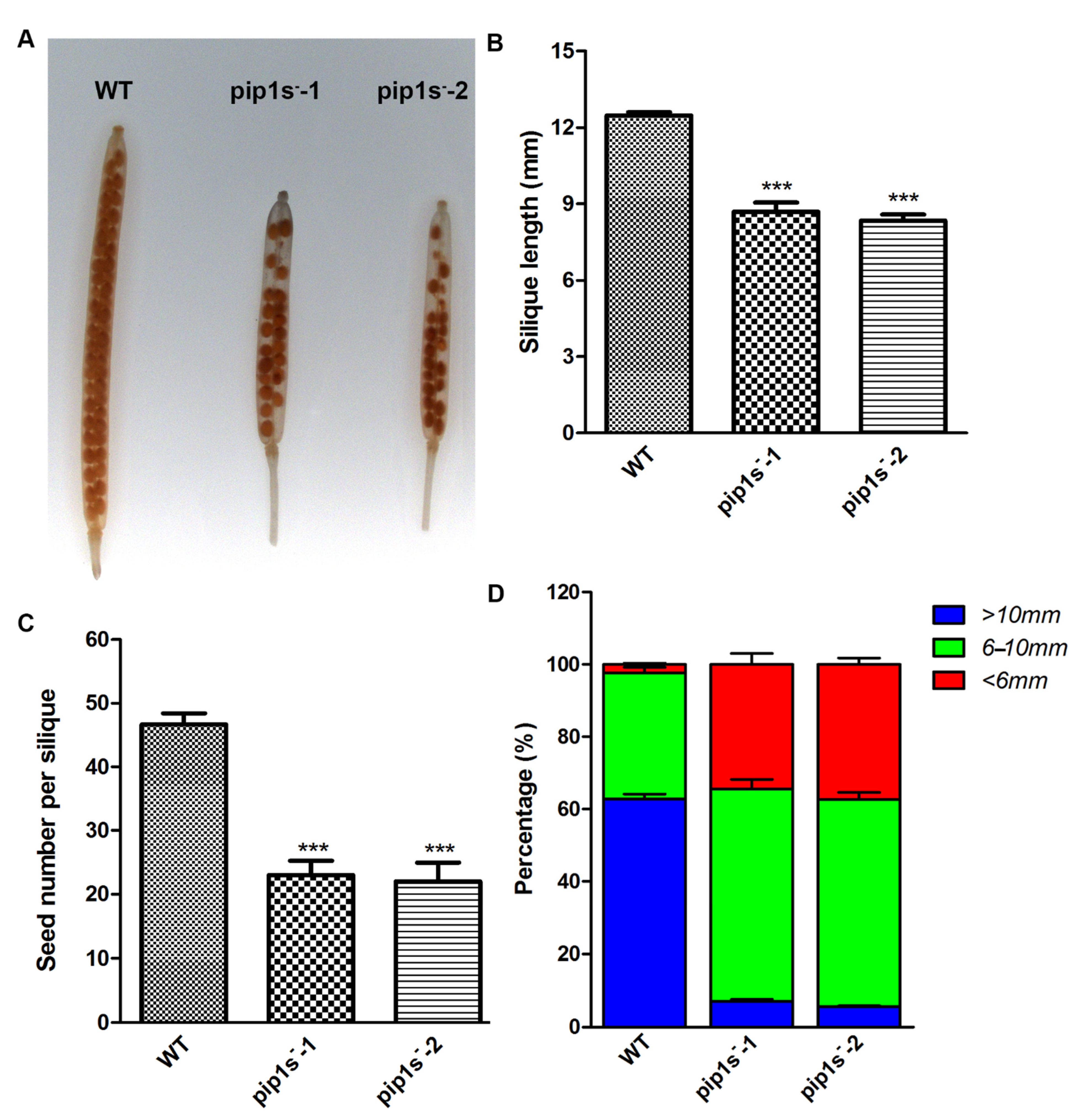 Ijms 22 01669 g005 Ijms 22 01669 g005