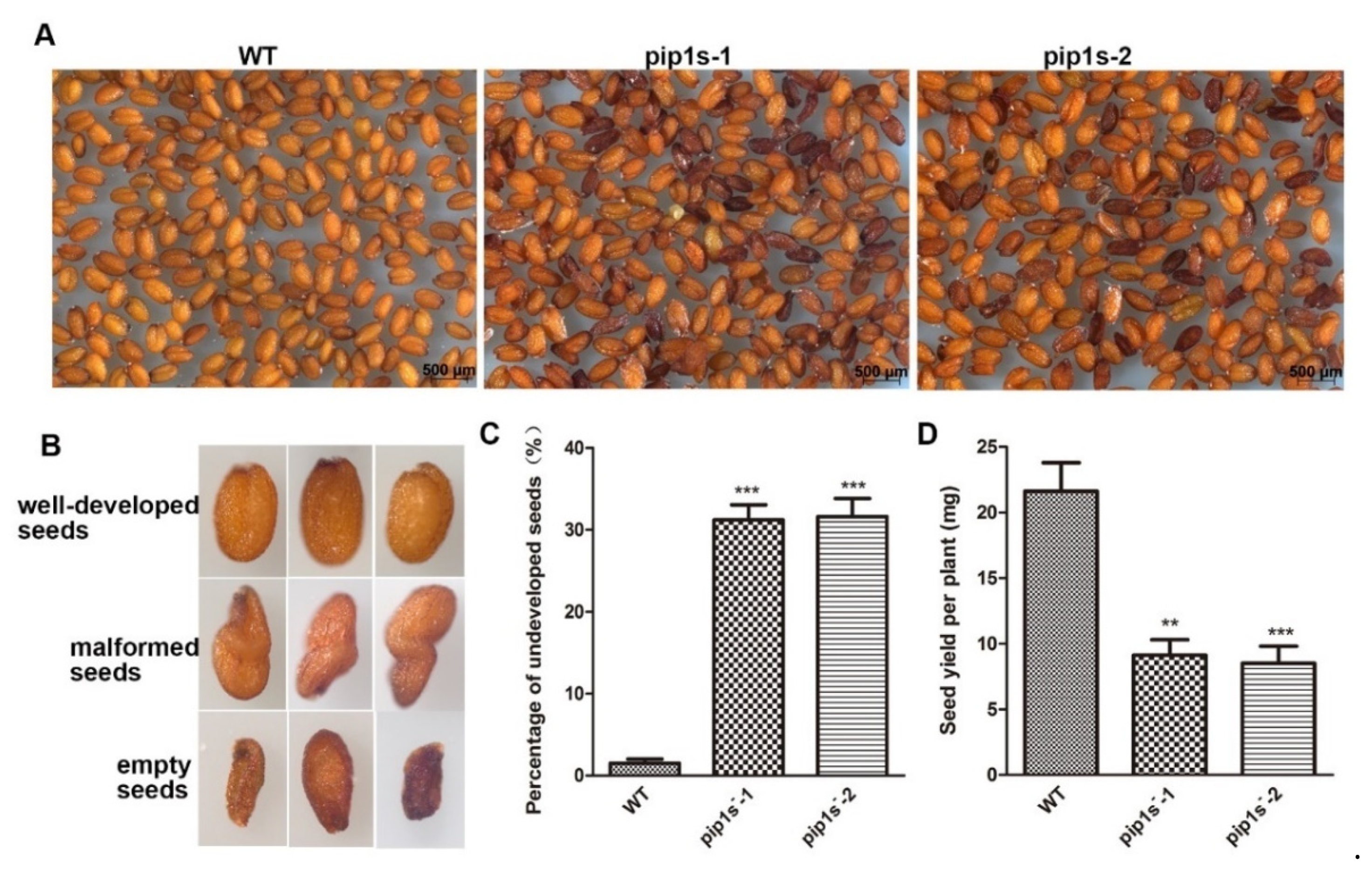 Ijms 22 01669 g006 Ijms 22 01669 g006
