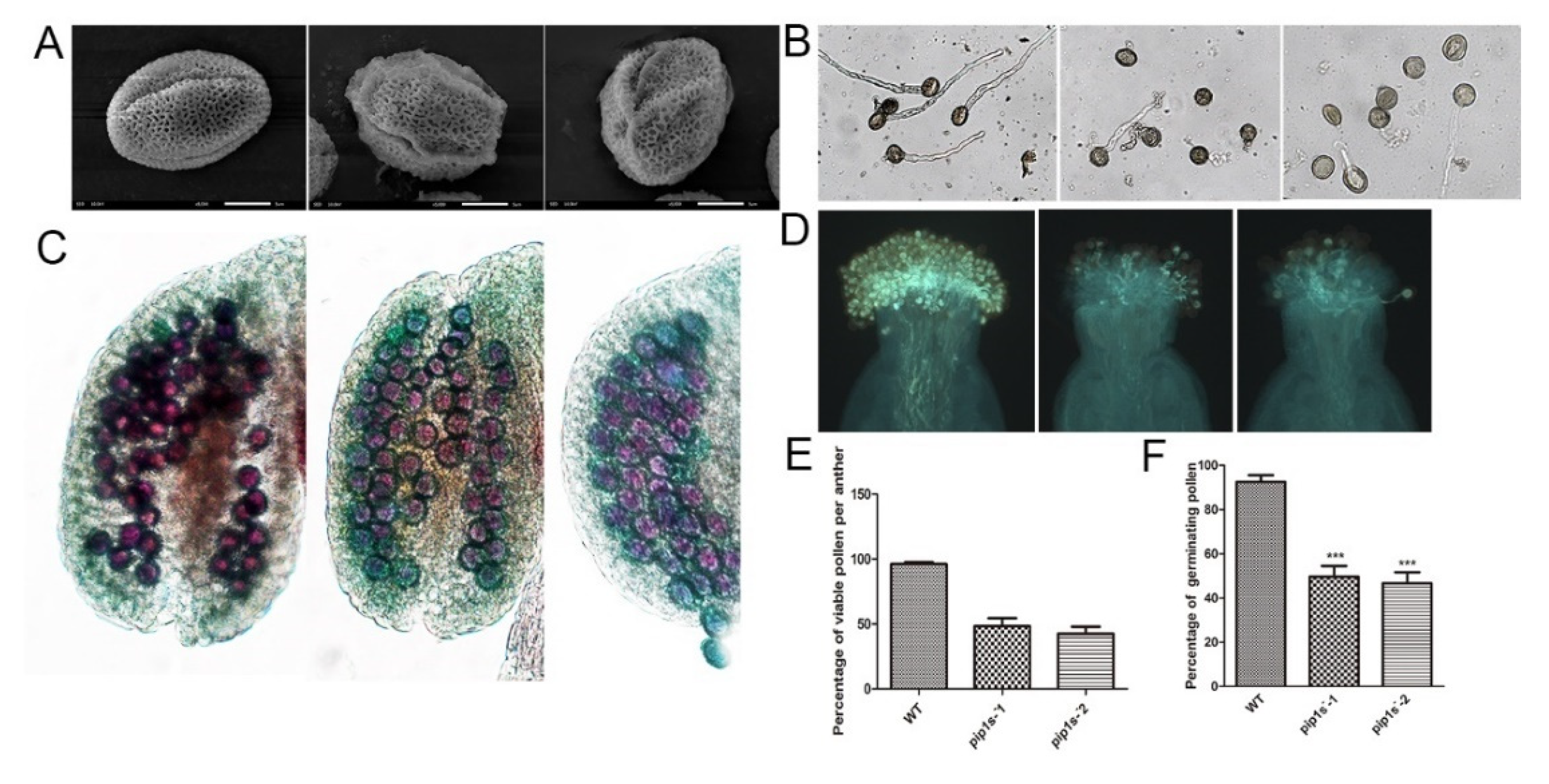 Ijms 22 01669 g007 Ijms 22 01669 g007