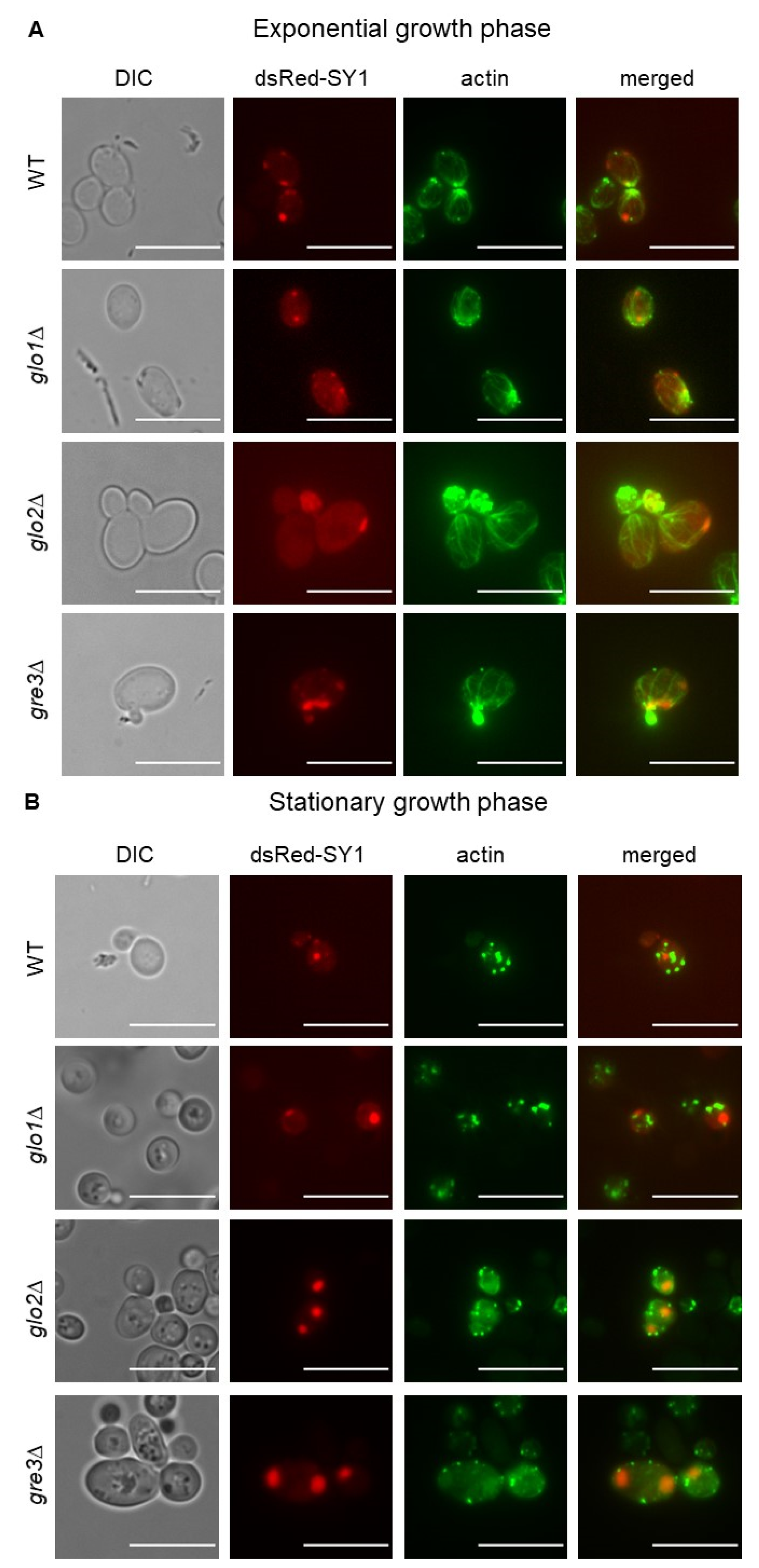 Ijms 22 01677 g008