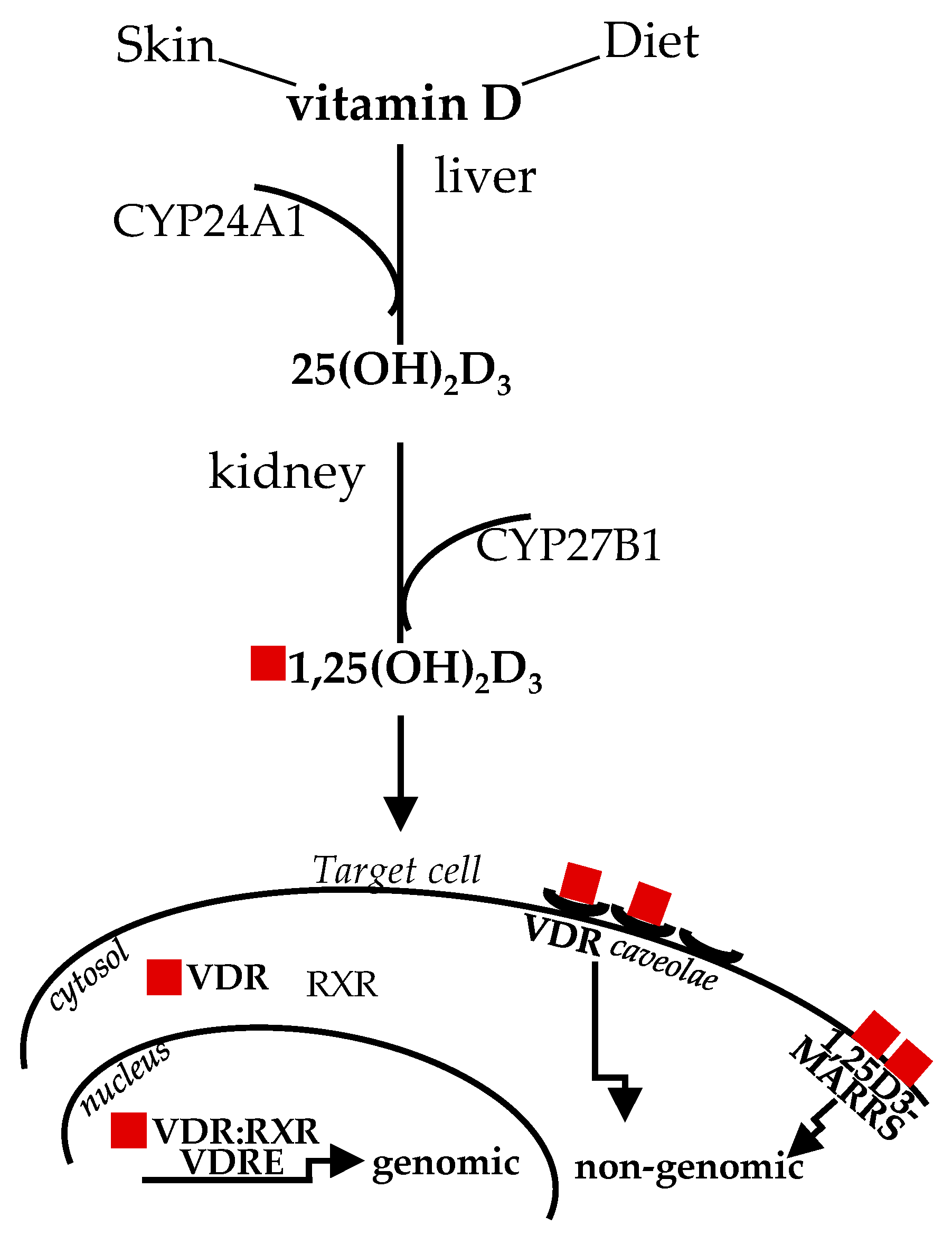 Ijms 22 01760 g001 Ijms 22 01760 g001