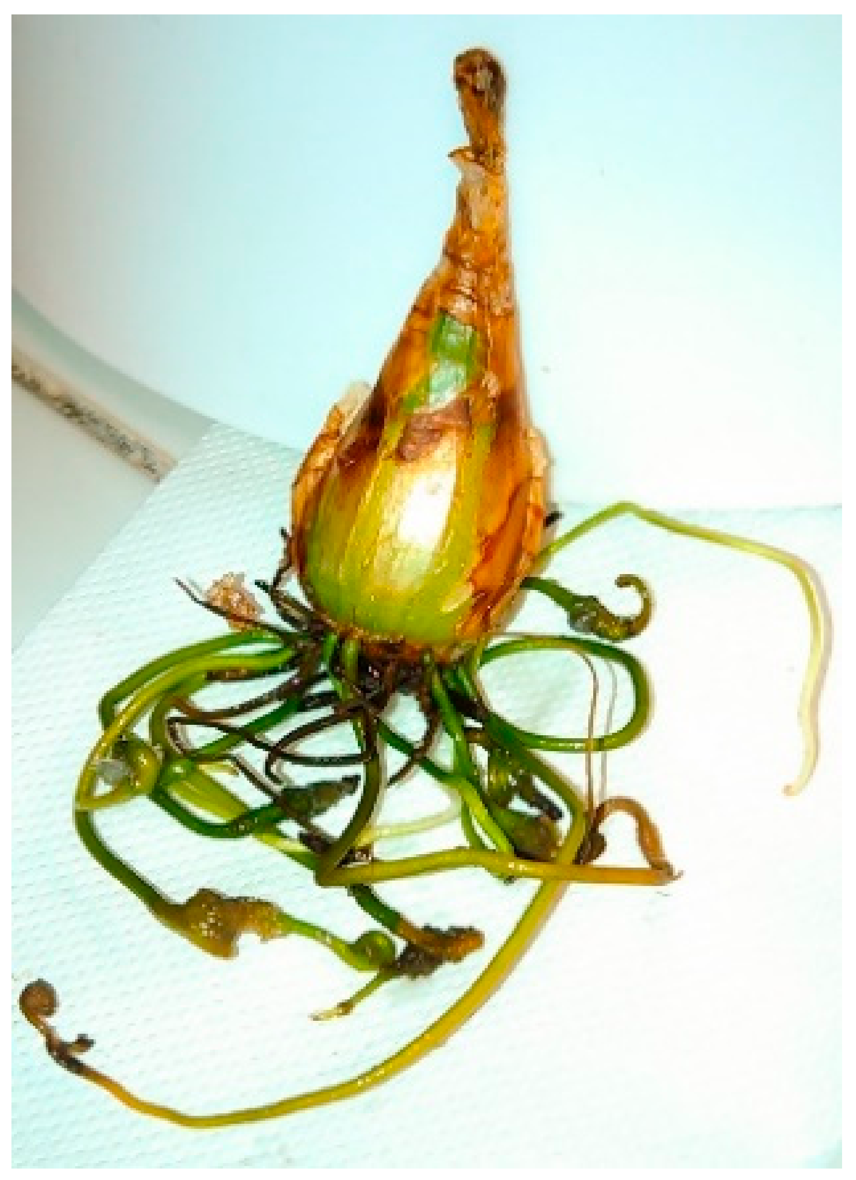 Ijms 22 01773 g001 Ijms 22 01773 g001