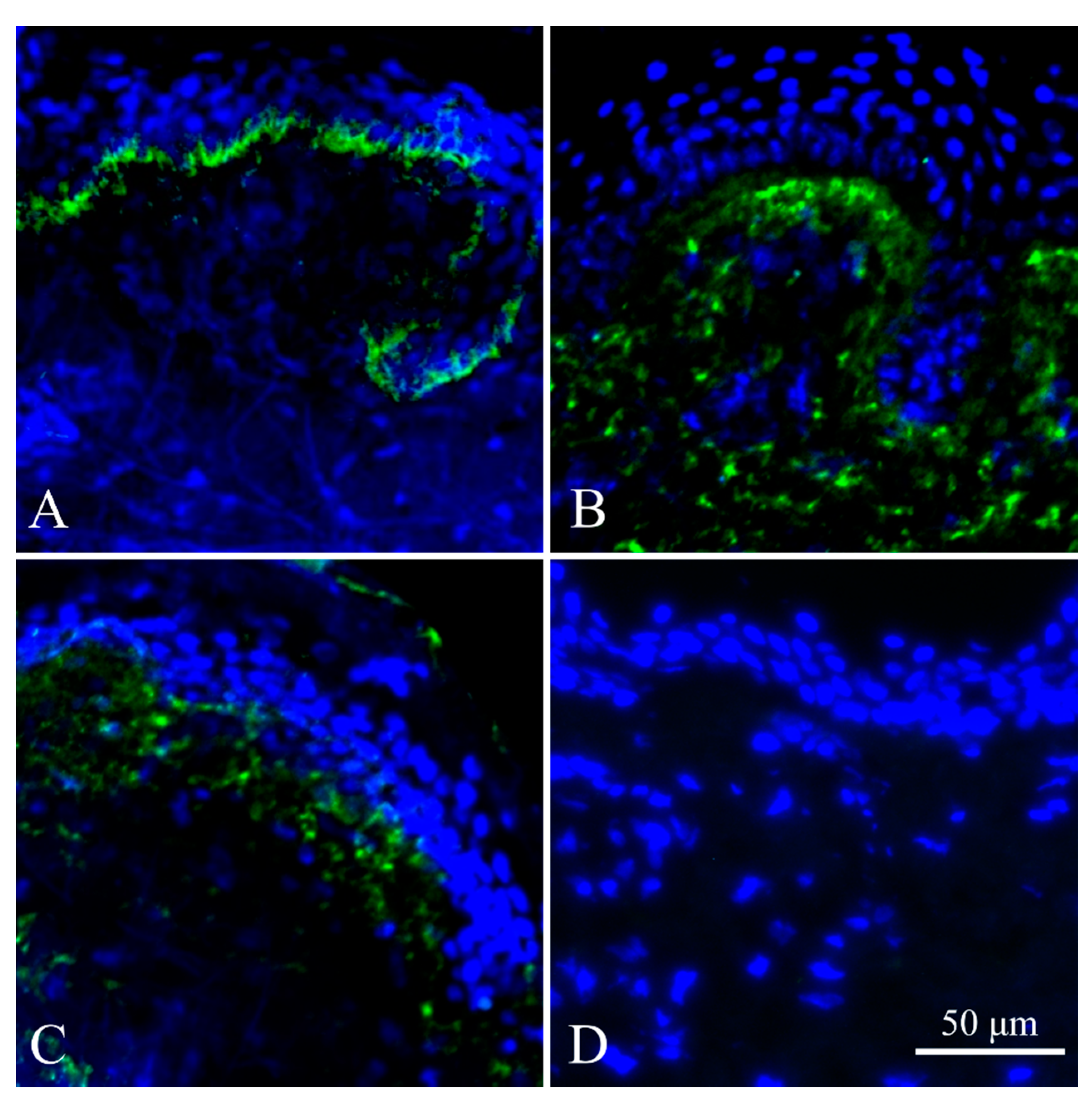 Ijms 22 01792 g002 Ijms 22 01792 g002