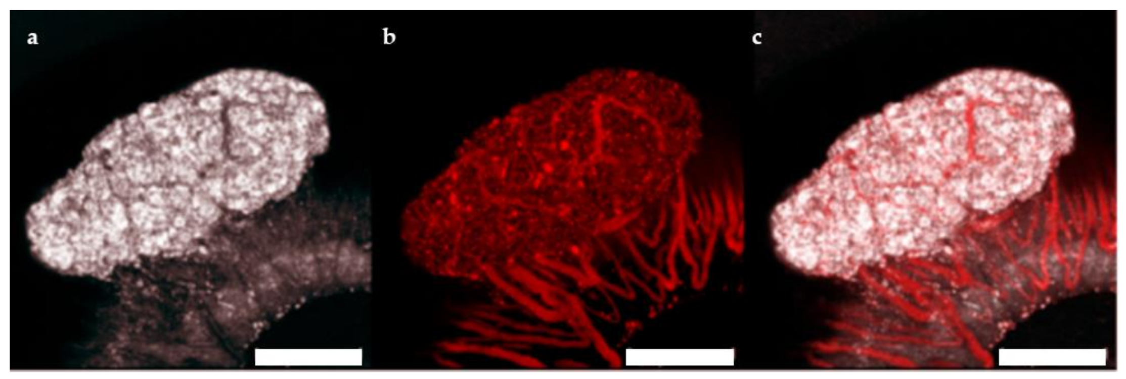 Ijms 22 01813 g005 Ijms 22 01813 g005
