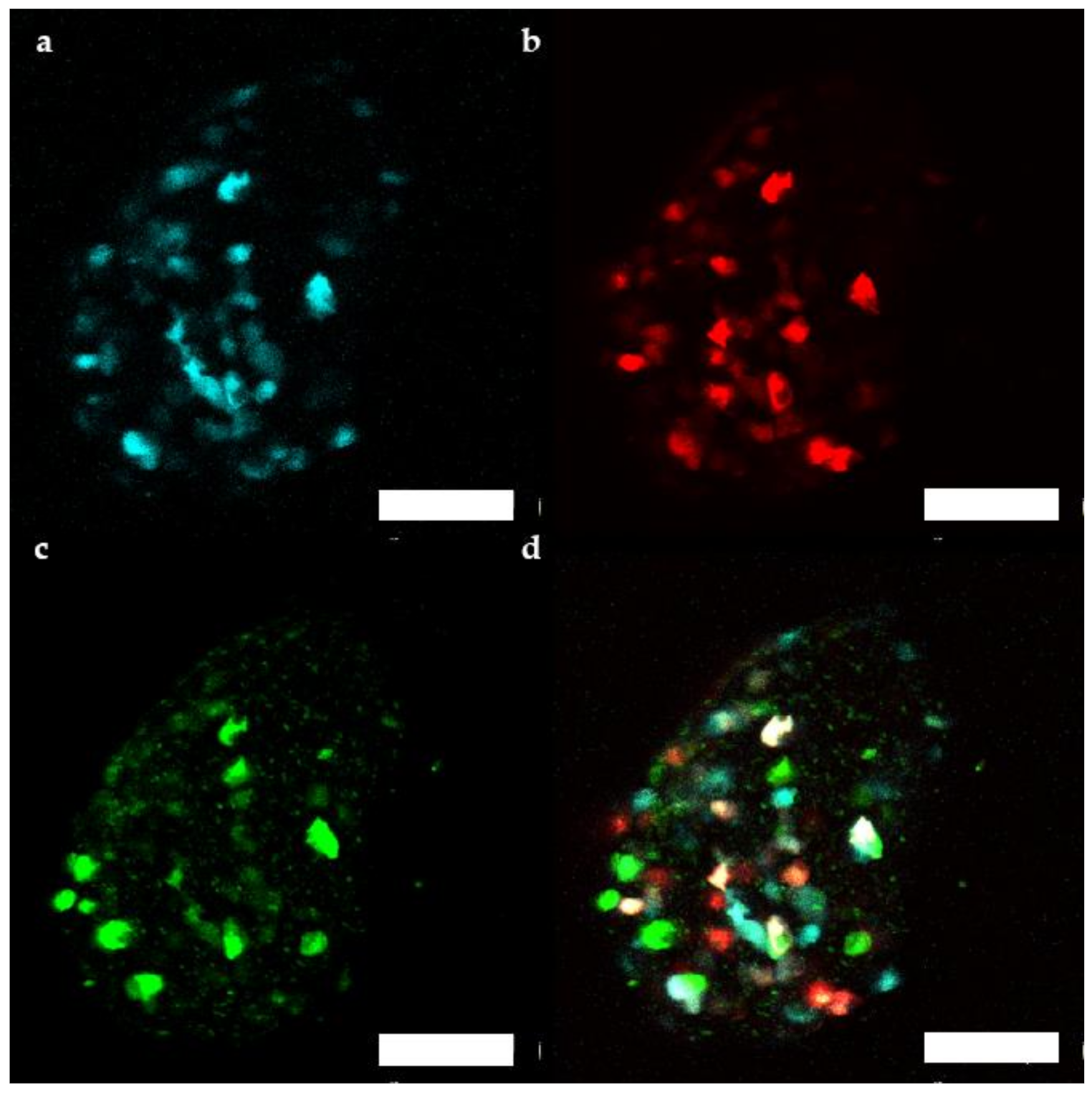 Ijms 22 01813 g006 Ijms 22 01813 g006